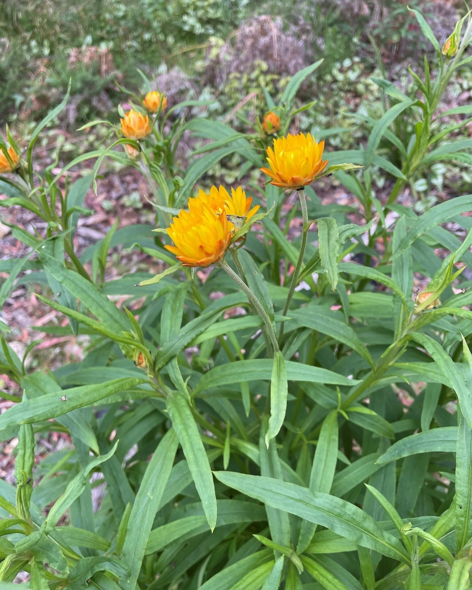 This is the last Flora Friday post for 2023, so we&rsquo;re looking at a plant that is often used to represent new beginnings and renewal &ndash; the Daisy.

Daisies belong to one of the two largest plant families in the world &ndash; the Asteraceae 