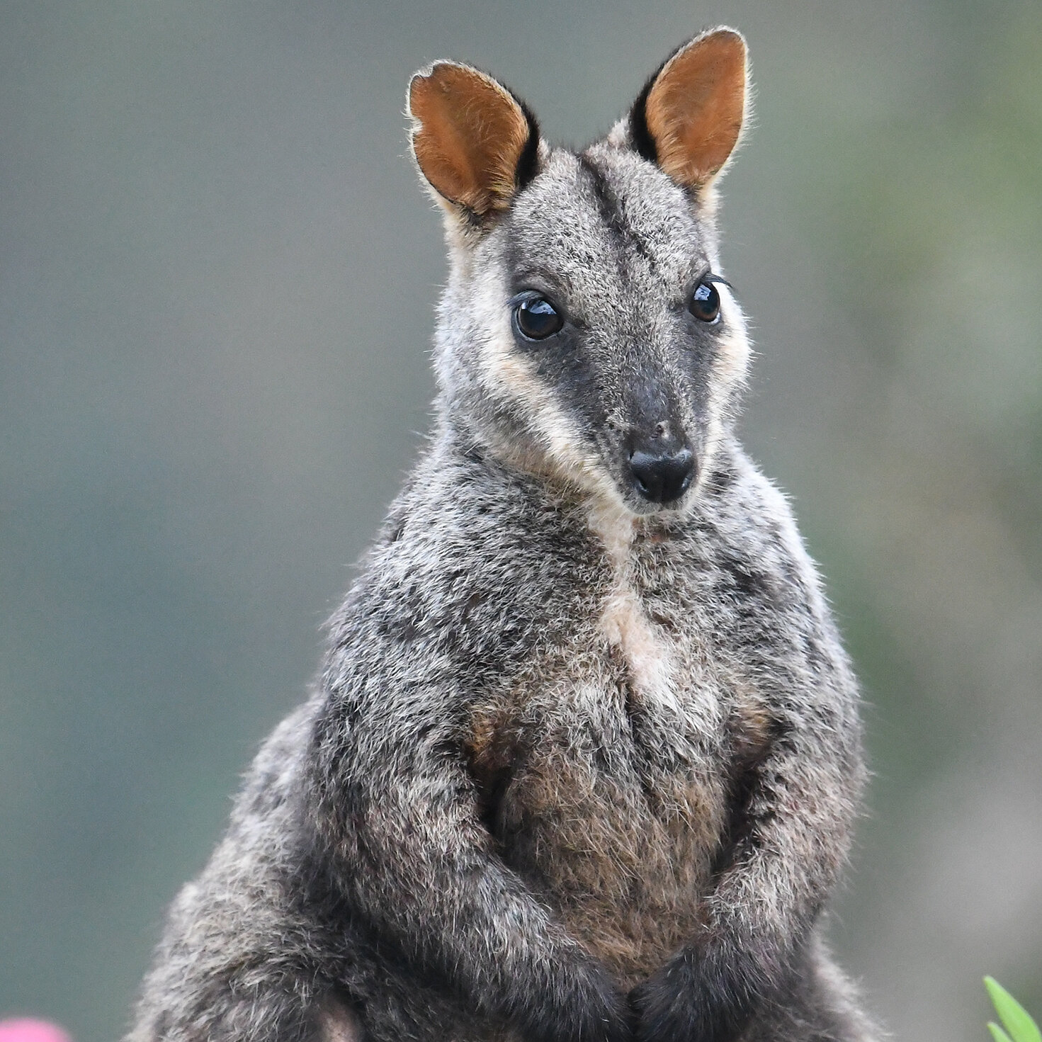 Jenolan is an important wildlife sanctuary, and a part of our responsibility is to know about the species that live here. Biodiversity work over the last decade has included flora and fauna surveys and research which has led to identifying several ne