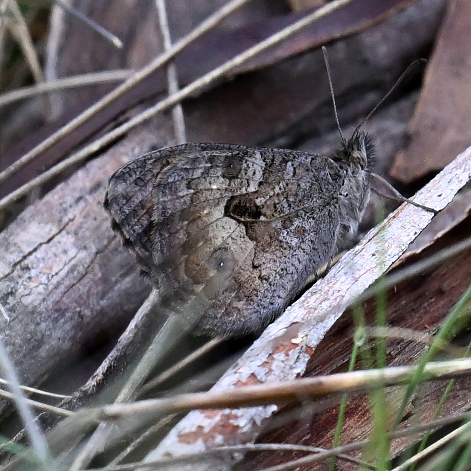    The subtle brown and grey markings on the underside of the wings are marvellous camouflage when the butterfly is resting in leaf litter or on bar   
