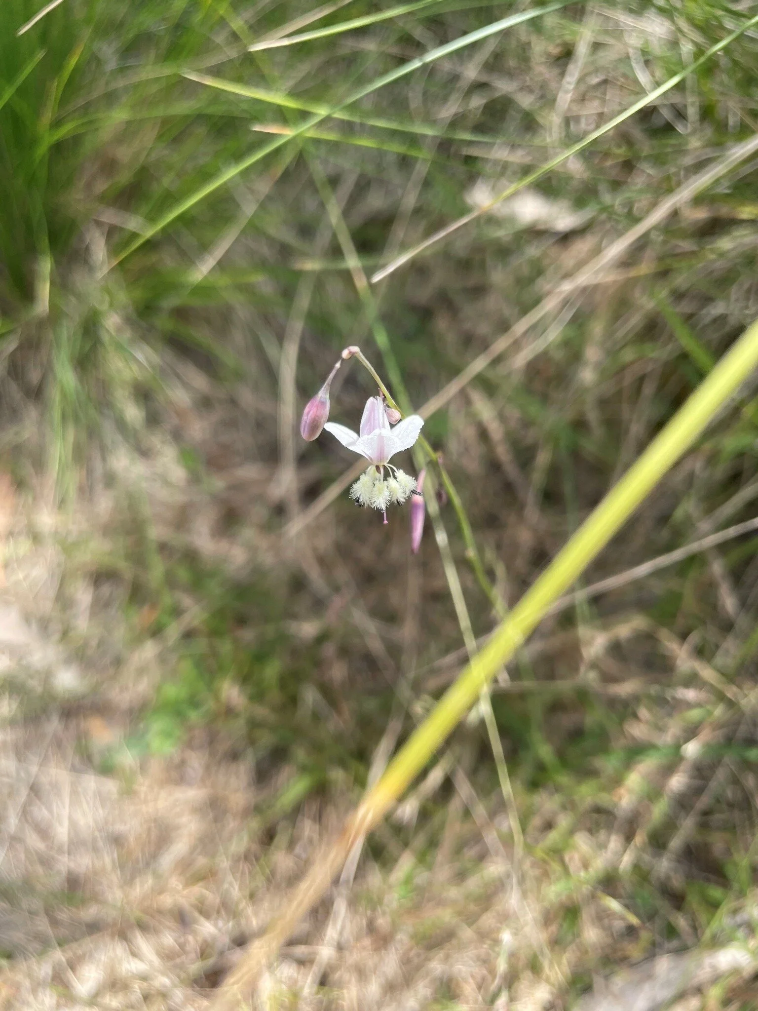 Flora Friday!

Our horticulturalist takes notes and photos of the native flowers in bloom when she&rsquo;s checking the walking tracks&hellip; and she recently spotted a Vanilla Lily (Arthropodium milleflorum) on the track to the Devil&rsquo;s Coach 