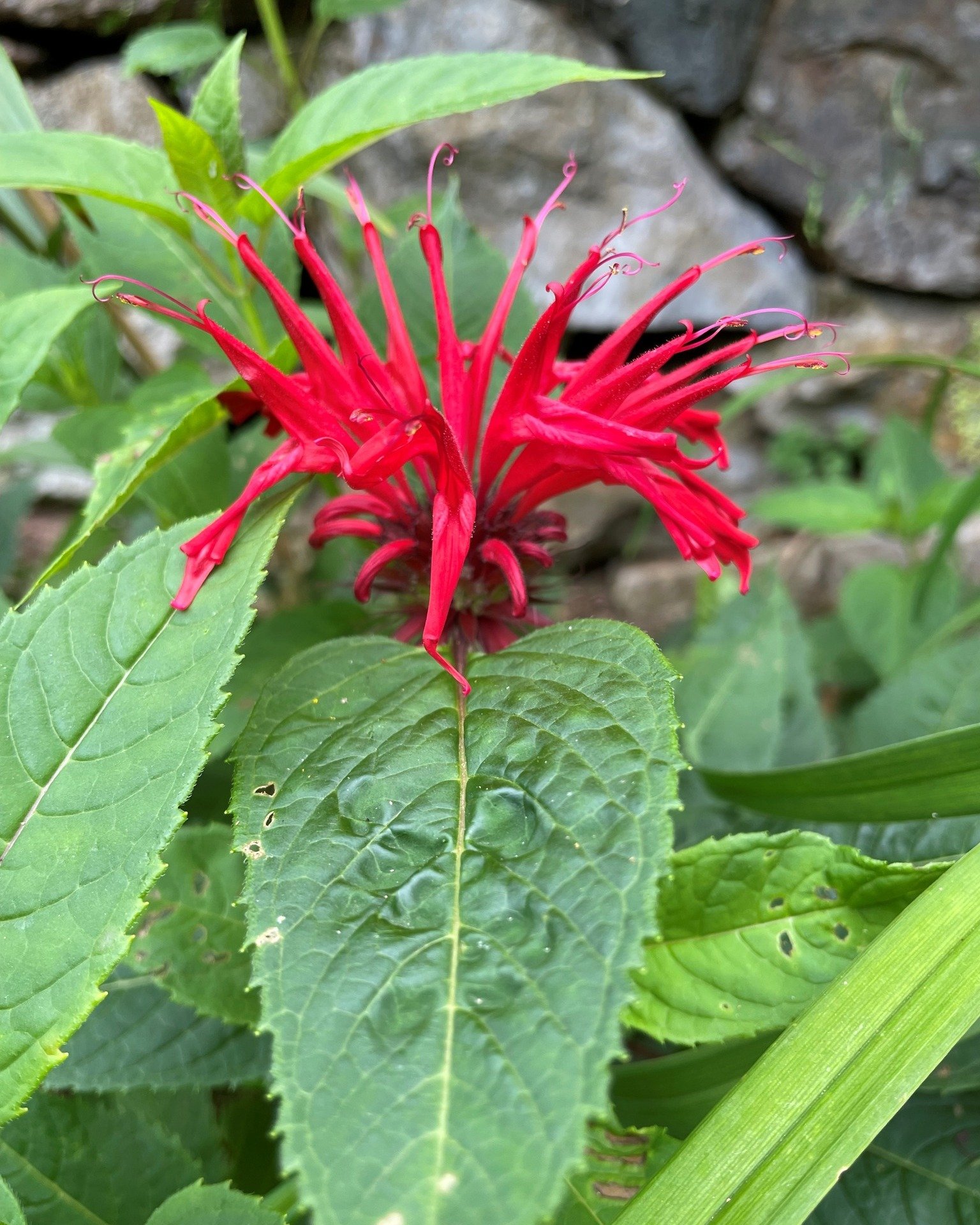 Flora Friday!
Bee Balm (Monarda &lsquo;Gardenview Scarlet&rsquo;) is another pollinator friendly plant selected for the gardens opposite Caves House.

This lovely perennial plant will die down once the frosts come (making way for the daffodils) and t