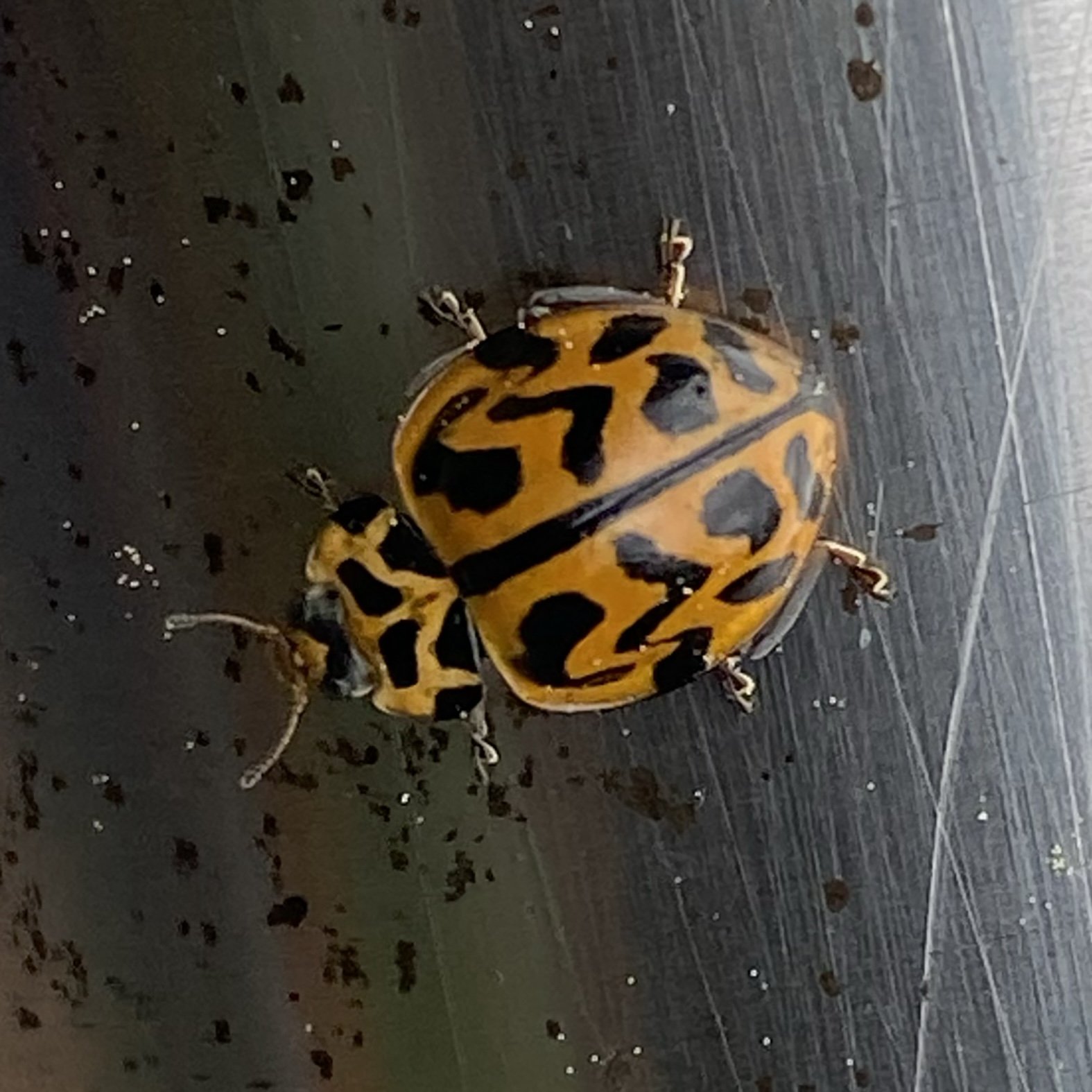 Wildlife Wednesday! This little cutie is a Southern (Tasmanian) Ladybird, or Cleobora mellyi. Known from the southern Australian states, it's the only species in the genus Cleobora. We think this might the first record of this ladybird species for Je