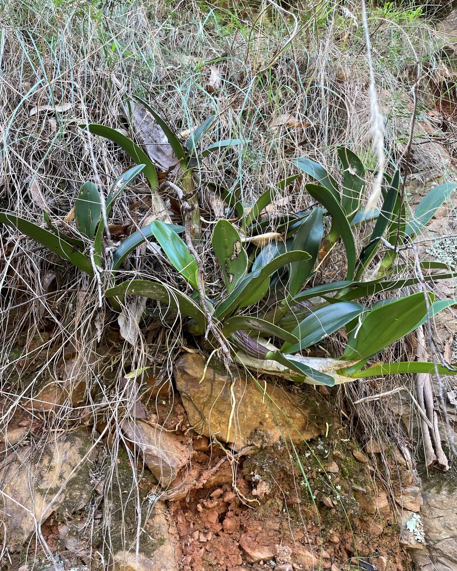 Flora Friday!

Even though we&rsquo;re currently closed, a number of our staff are working on site &ndash; our horticulturalist has been checking walking tracks and tree health with contractors and continuing to record and manage the flora, such as t