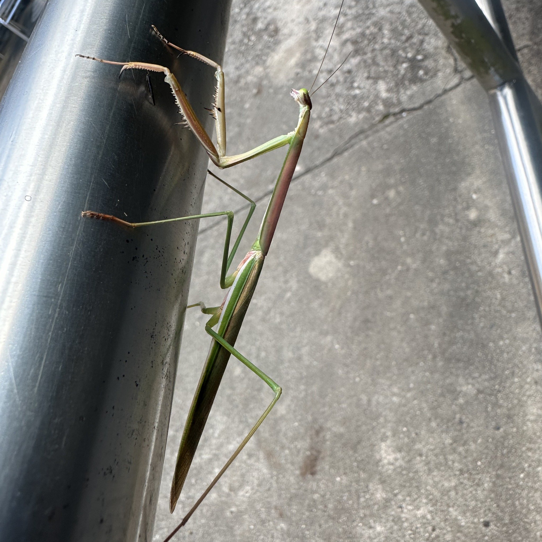 Wildlife Wednesday! While we're closed we're keeping a keen eye out for wildlife. This rather spectacular praying mantis, the Purple-winged Mantis (Tenodera australasiae) was seen sunning itself behind Caves House &ndash; possibly the first time we'v