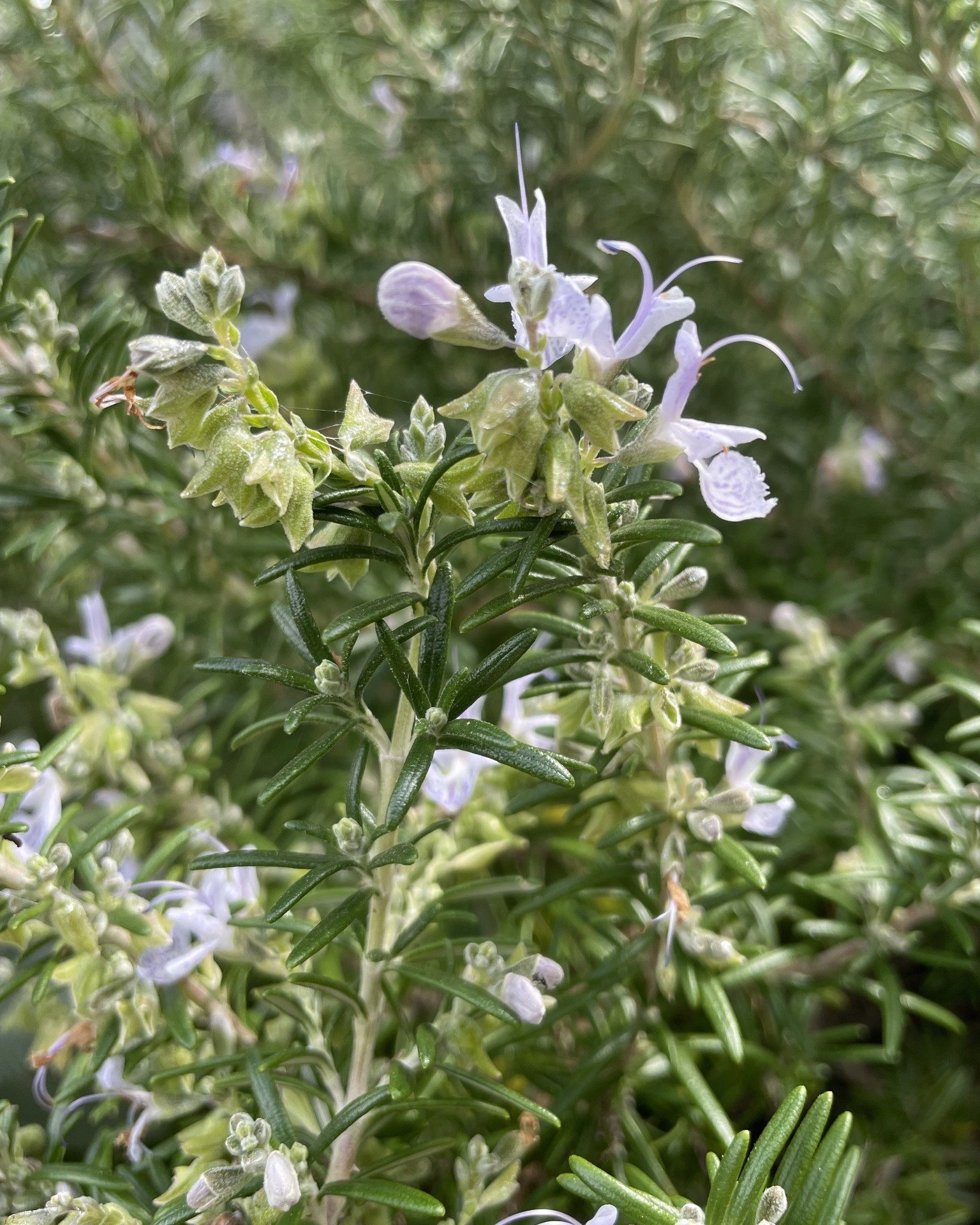 Flora Friday!
To commemorate Anzac Day, we&rsquo;re showcasing the Rosemary (Salvia rosmarinus), an ancient symbol of remembrance.

It&rsquo;s native to the dry, rocky areas of the Mediterranean, such as the Gallipoli peninsula where the original Anz