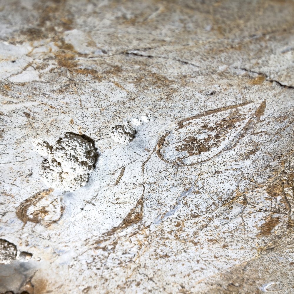 Our limestone formed around 430 million years ago, during the geological period known as the Silurian, and the Jenolan Limestone has been interpreted as an offshore reef.

Some identifiable fossils have been preserved where the conditions in the anci