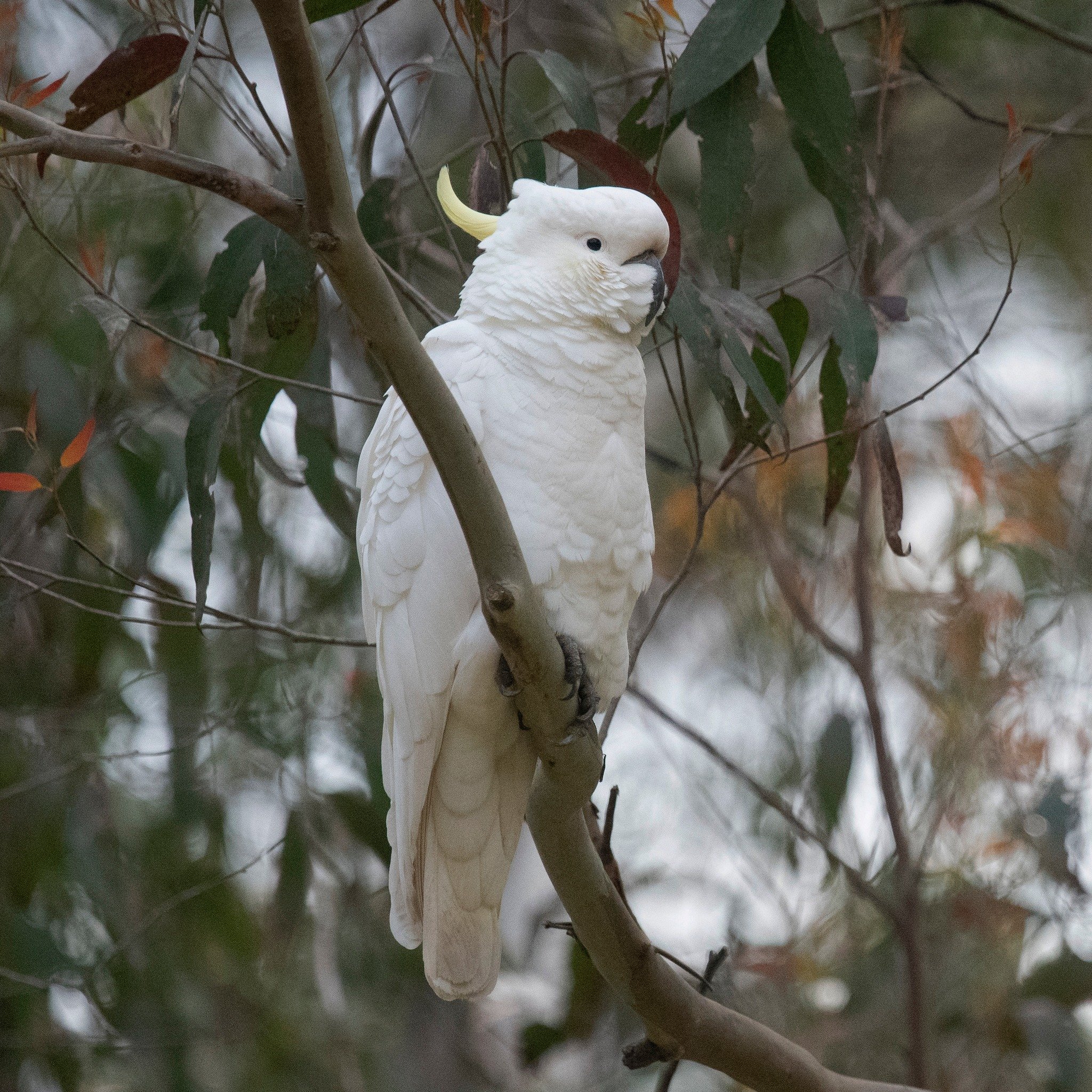 Wildlife Wednesday! The Sulphur-crested Cockatoo (Cacatua galleria) is a seriously cheeky bird, well known to most of us here in eastern or northern Australia (they are also found in New Guinea and Indonesia). Who doesn't love a good dawn chorus 🤨! 