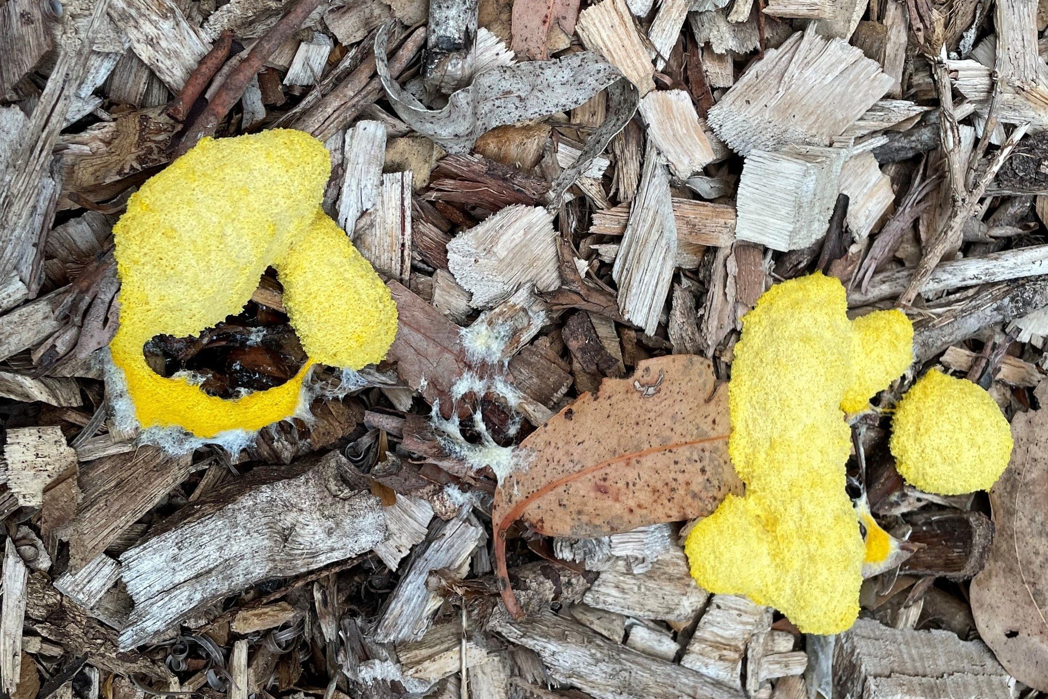 Flora&hellip;err, Fungi&hellip;sorry, Slime Mould Friday!

Tomorrow is Star Wars Day (May the Fourth be with you), so we&rsquo;re looking at one of the more alien-like life forms spotted here. Slime Moulds are neither animal, plant or fungi, but are 