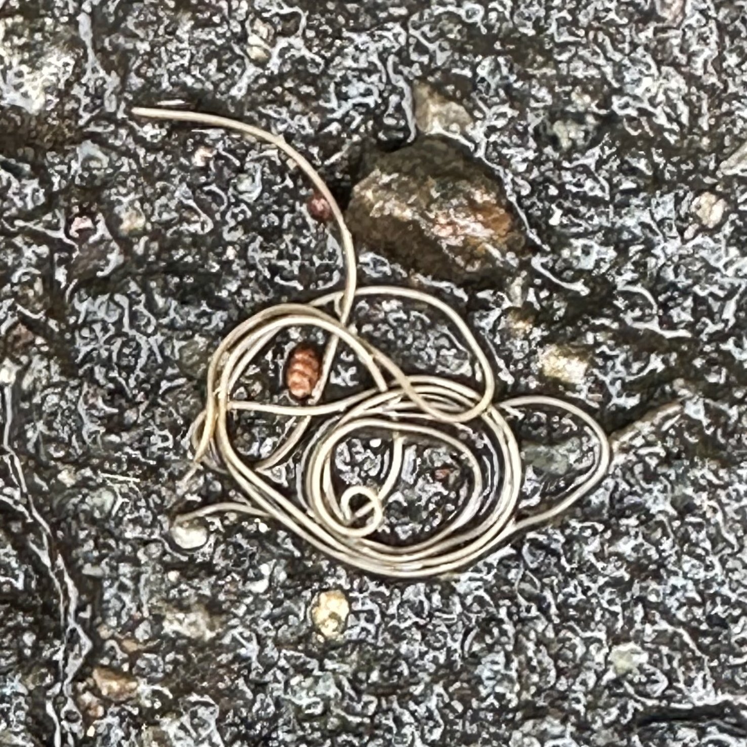 Wildlife Wednesday! Here on Wildlife Wednesday we're more than just a pretty face...This fascinating creature is a Gordian Worm (also called a Horsehair Worm), and they seem to be everywhere here at the moment. Emerging on rainy days, these spaghetti