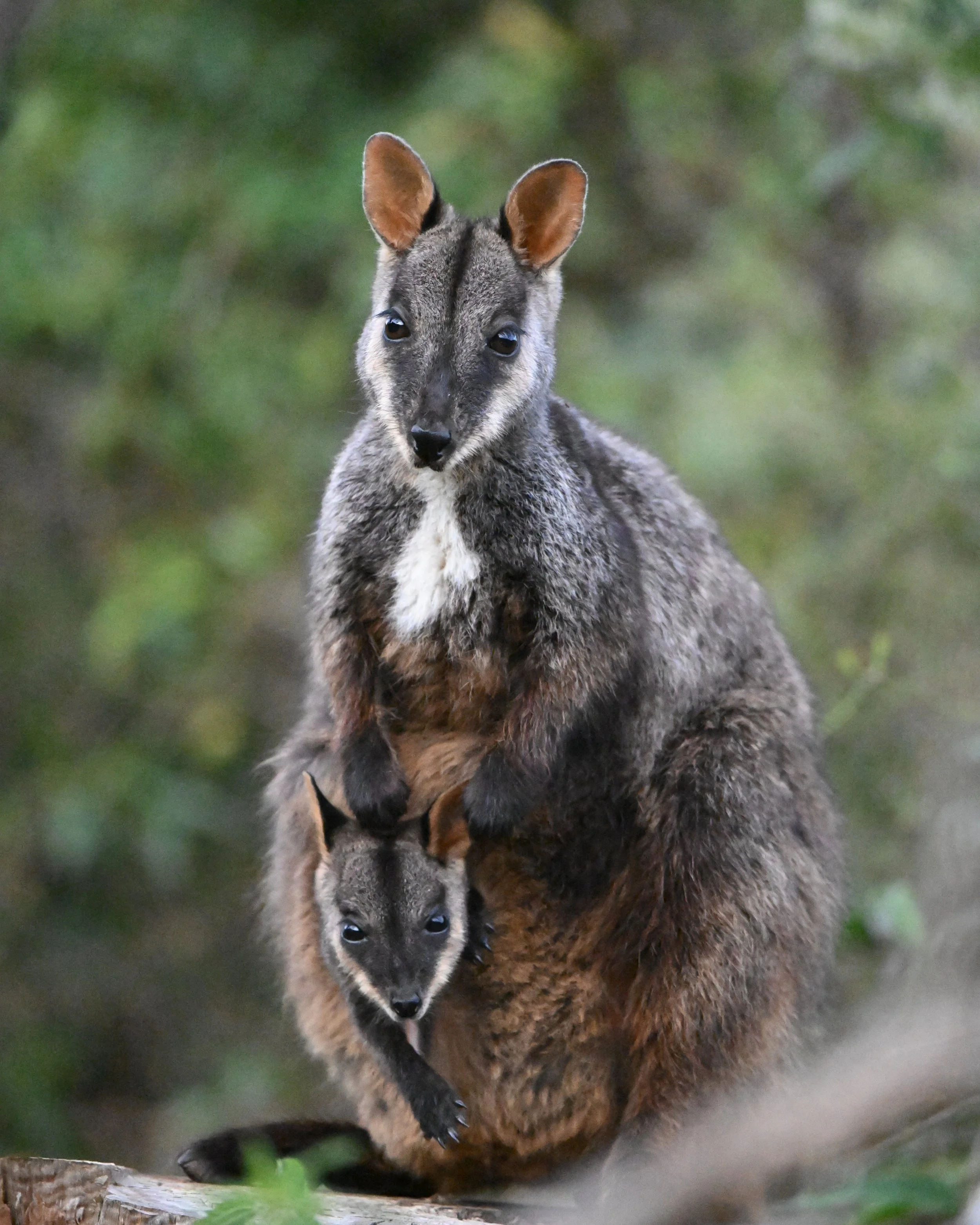 Mum and Bub Brush-tailed Rock-wallabies.JPG
