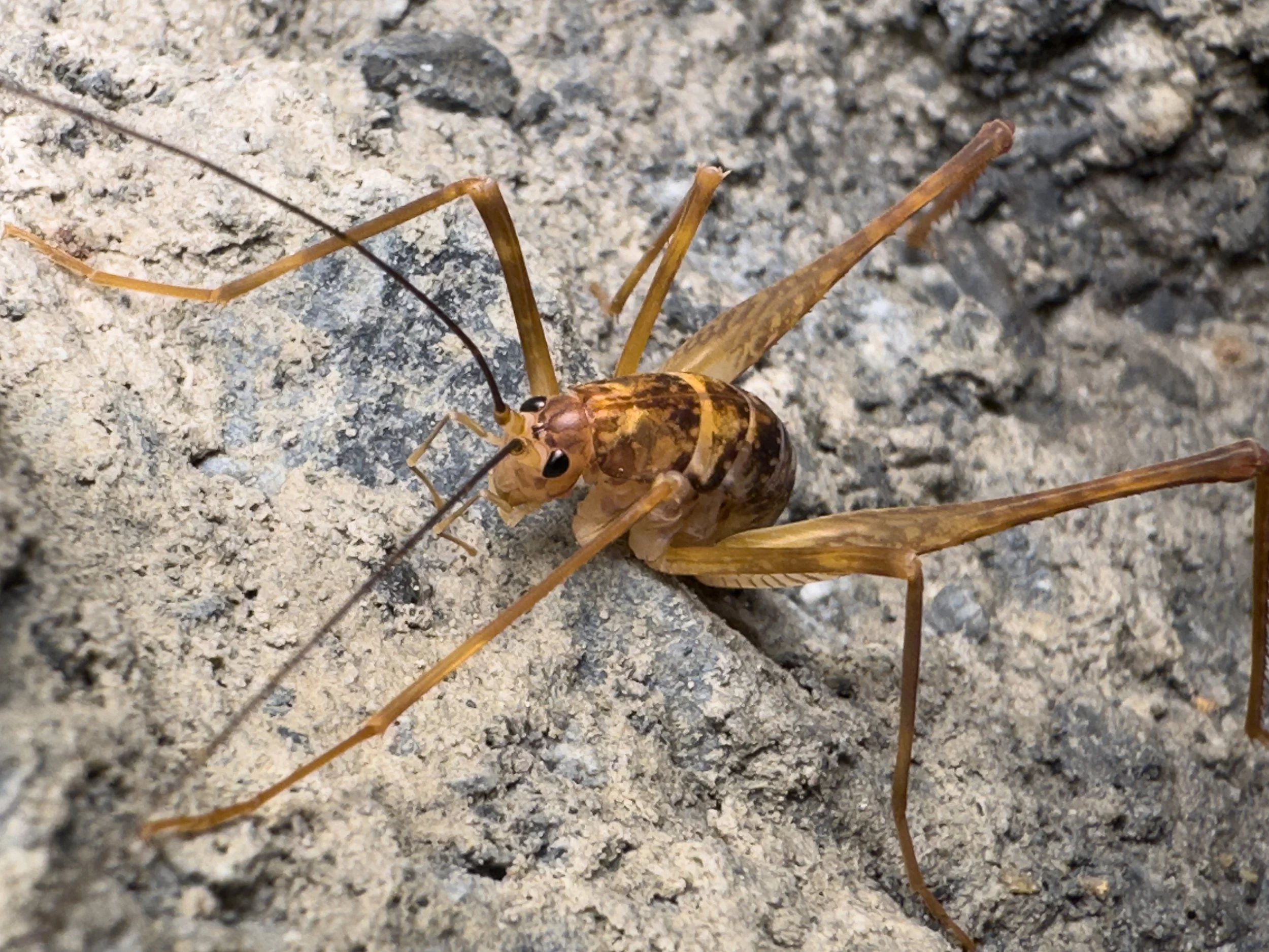 Ancient Caves, New Science: Meet the Jenolan Cave Cricket