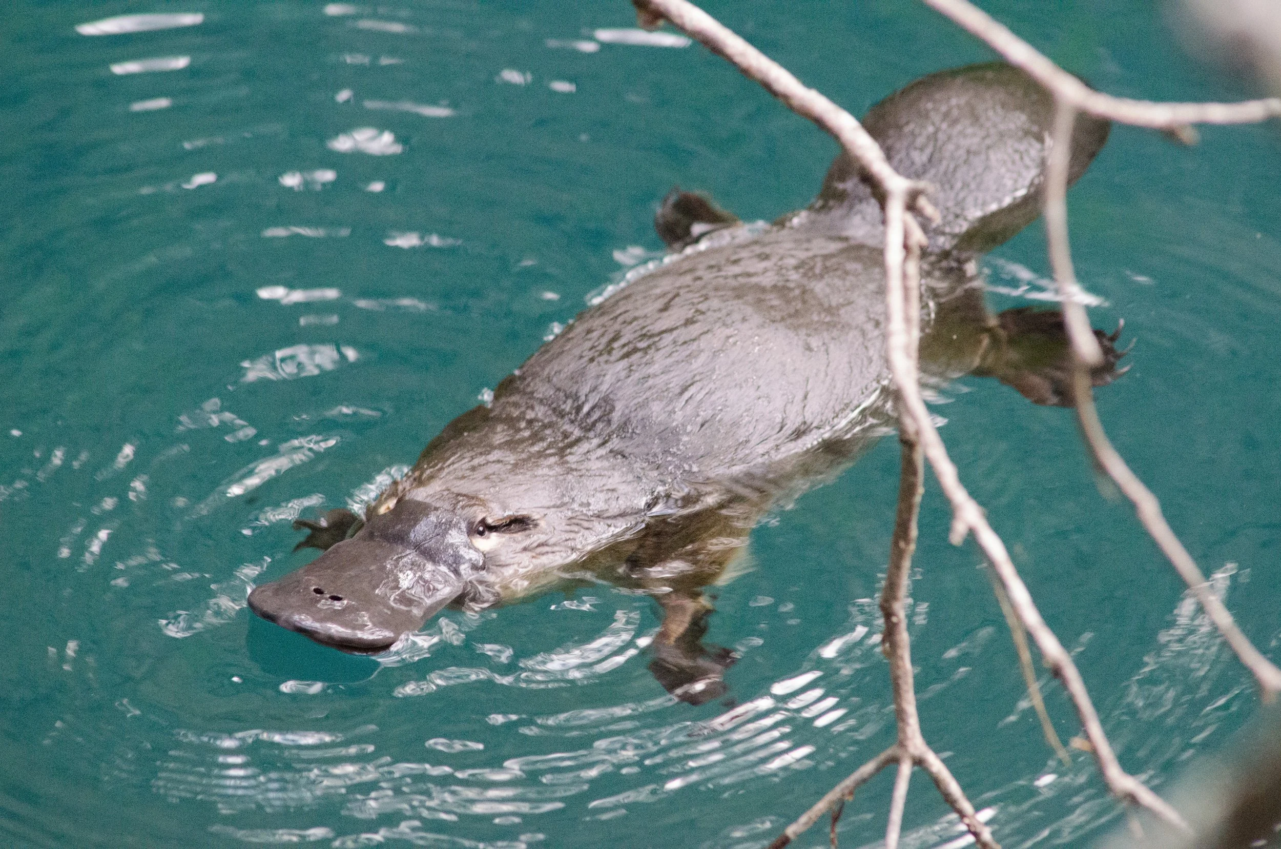 Blue Lake platypus at Jenolan Caves