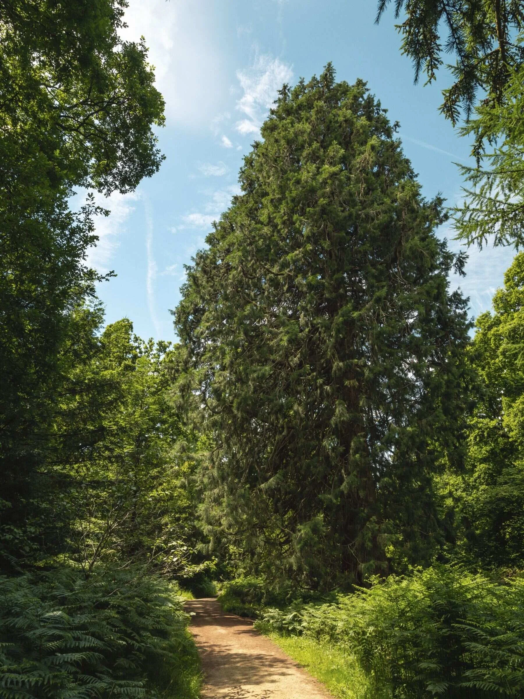 sussex-period-elizabethan-mansion-film-photo-shoot-location-unique-venue-hire-trees.jpg