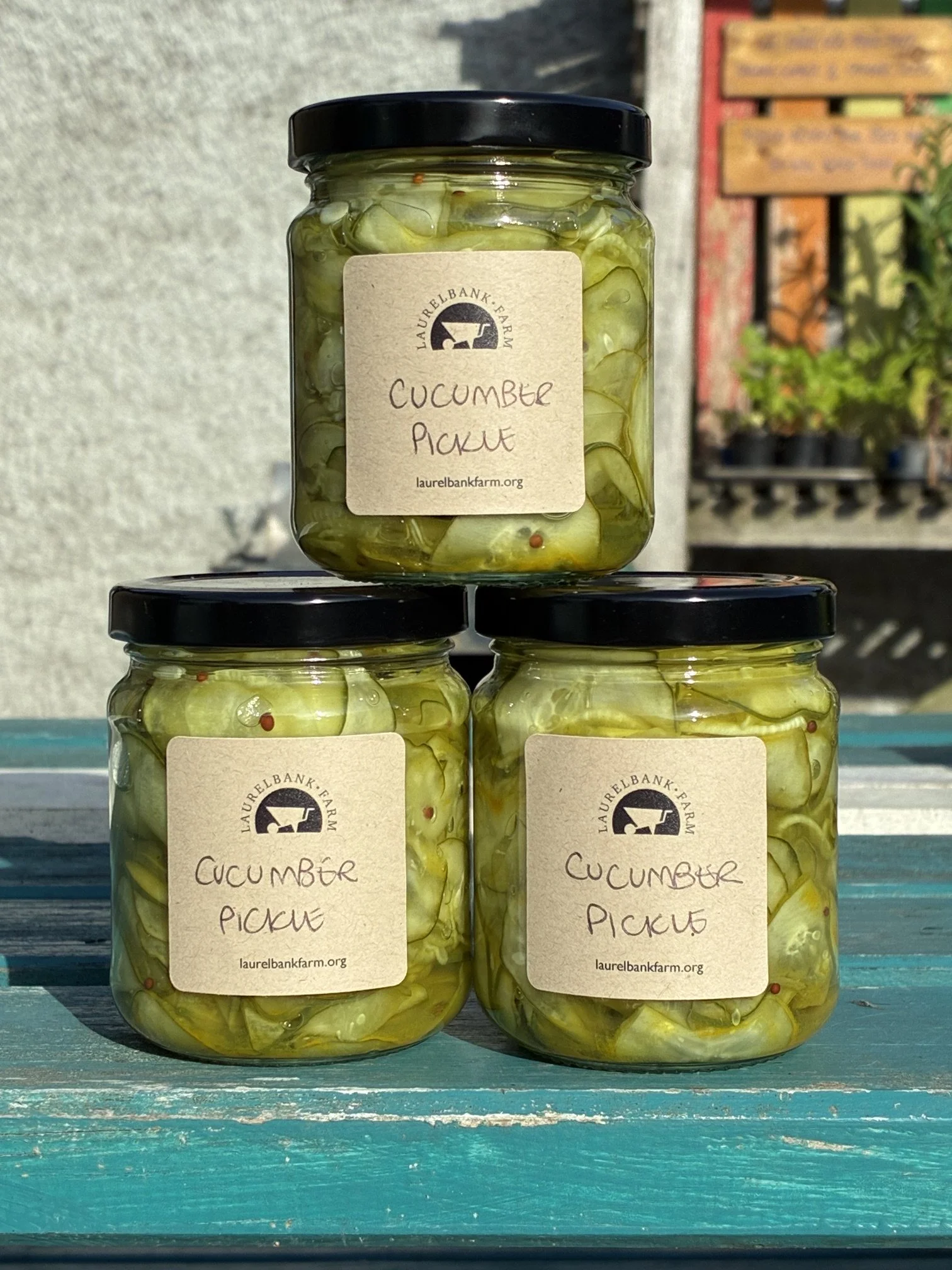 Pickled Cucumber