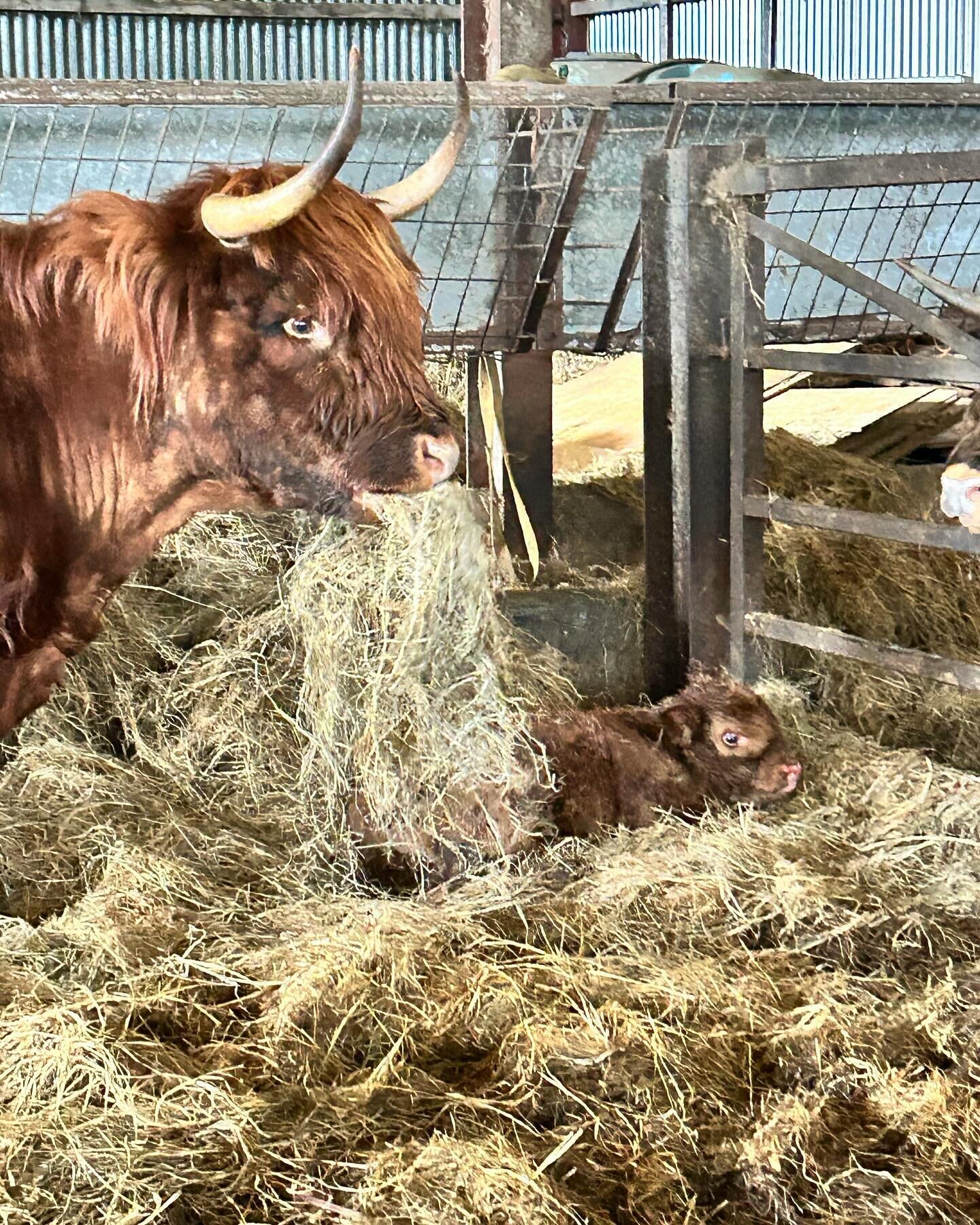 First baby of the year born during the night.  So cute 🥰