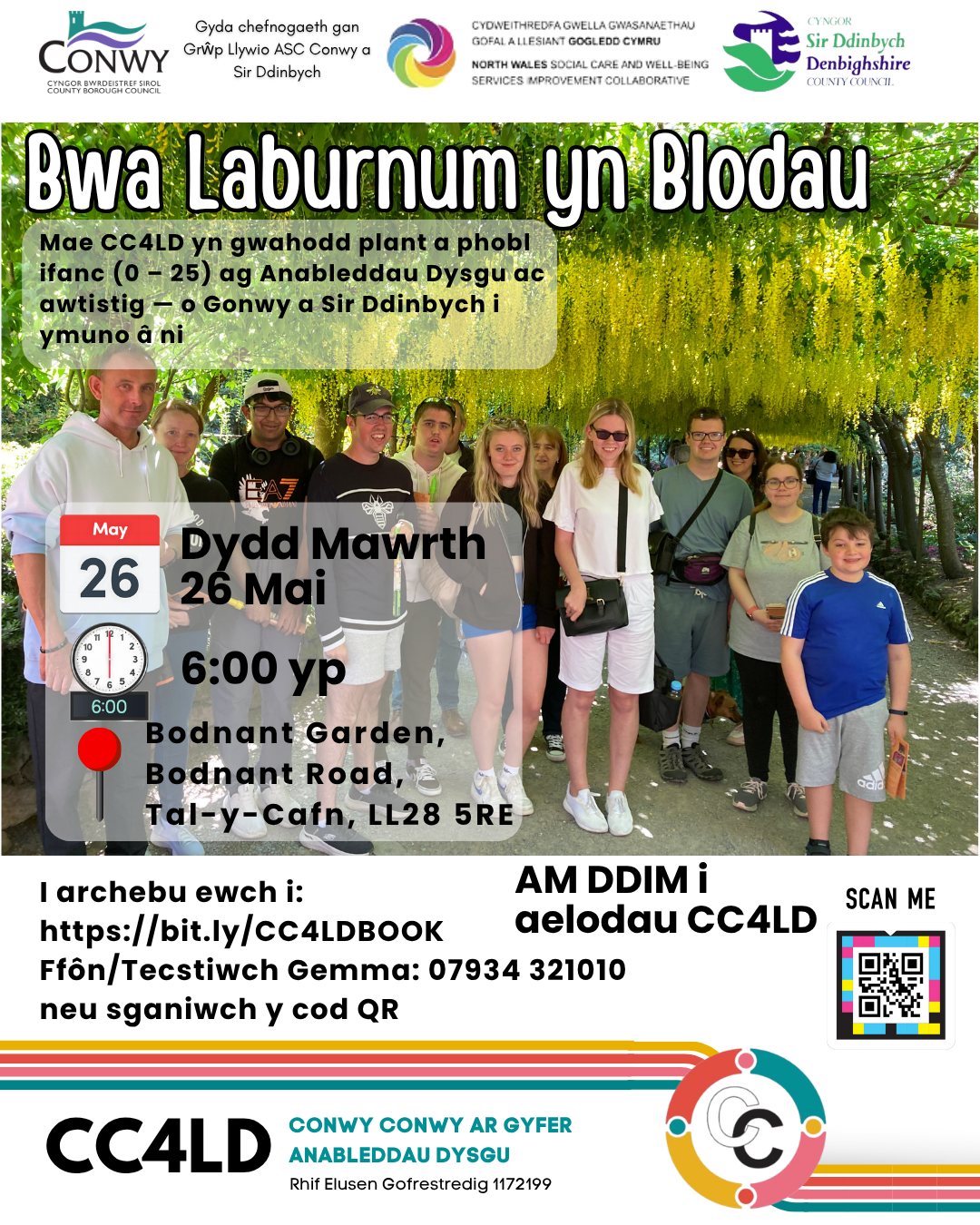 🌼🌿 Bwa Laburnum yn Blodau – Gardd Bodnant 🌿🌼