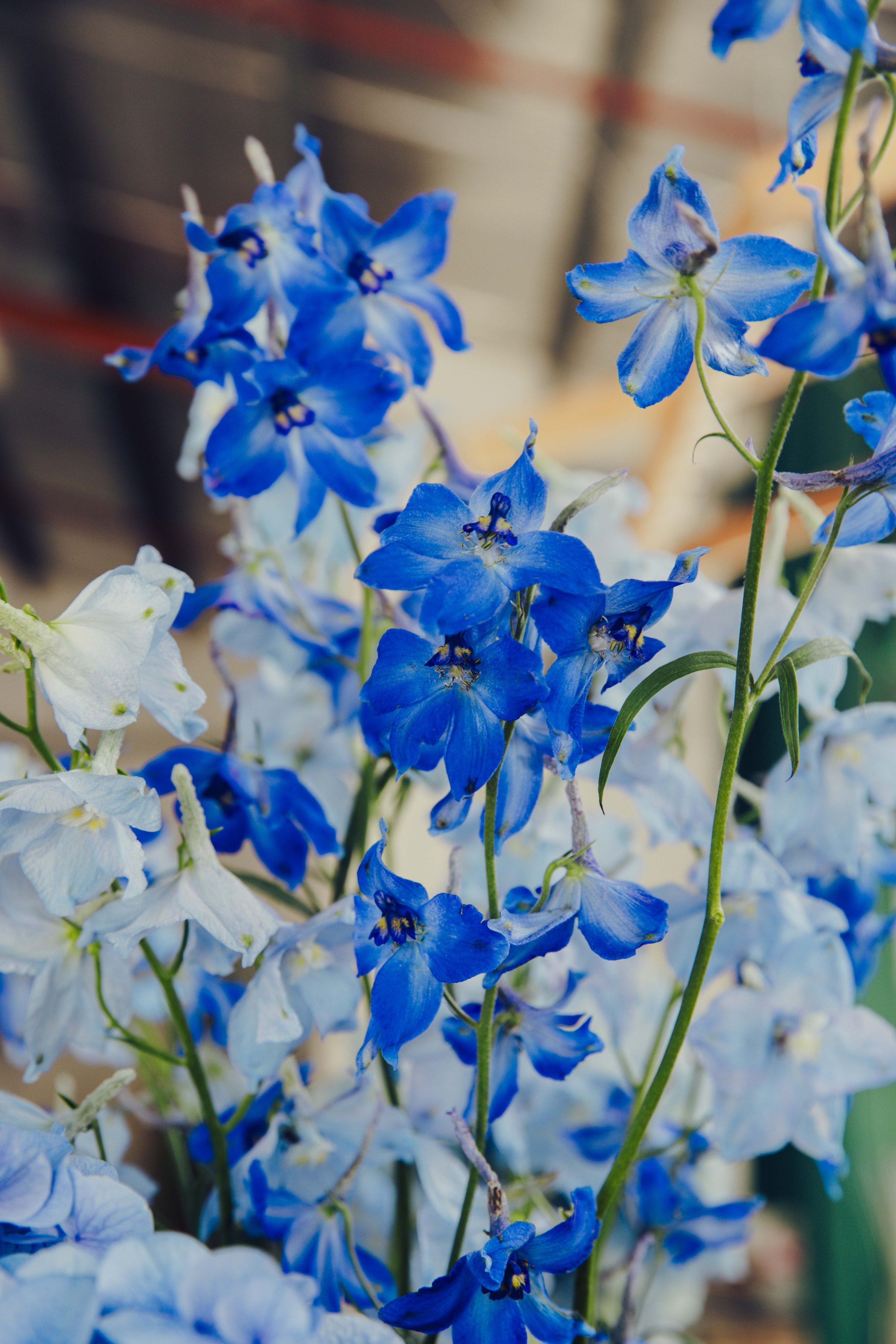 Close-up of blue delphinium stems conditioned for an event arrangement, Côte d'Azur