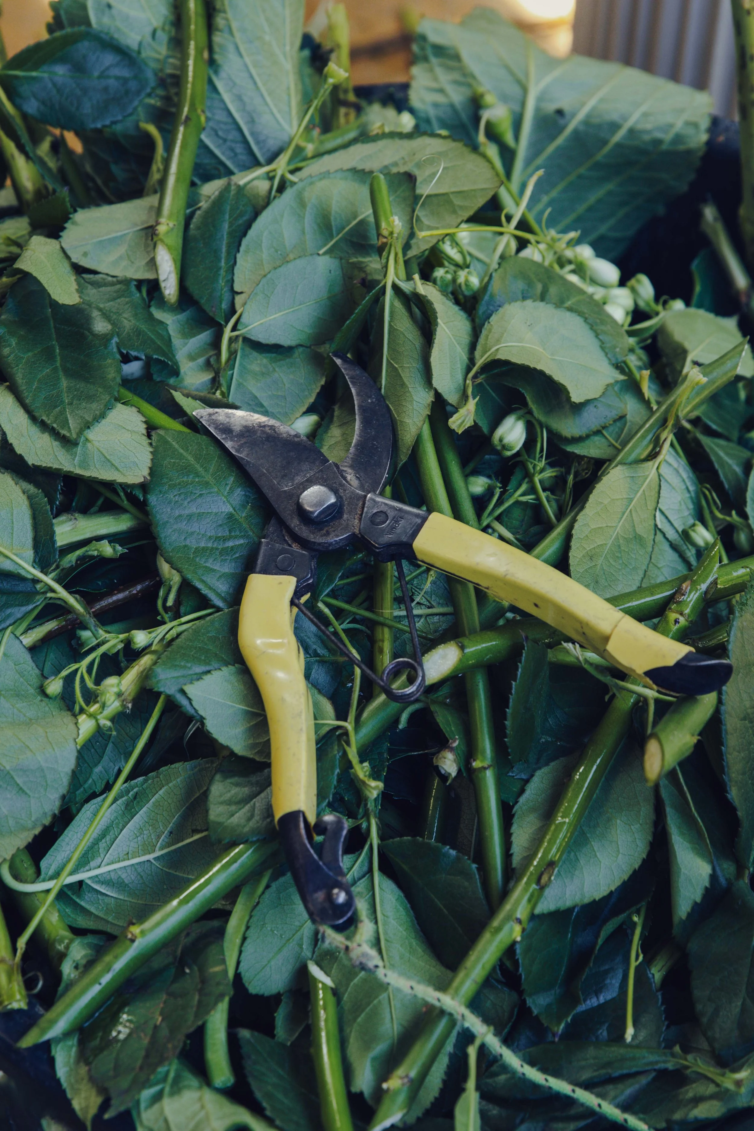Yellow-handled florist secateurs resting on freshly cut green foliage