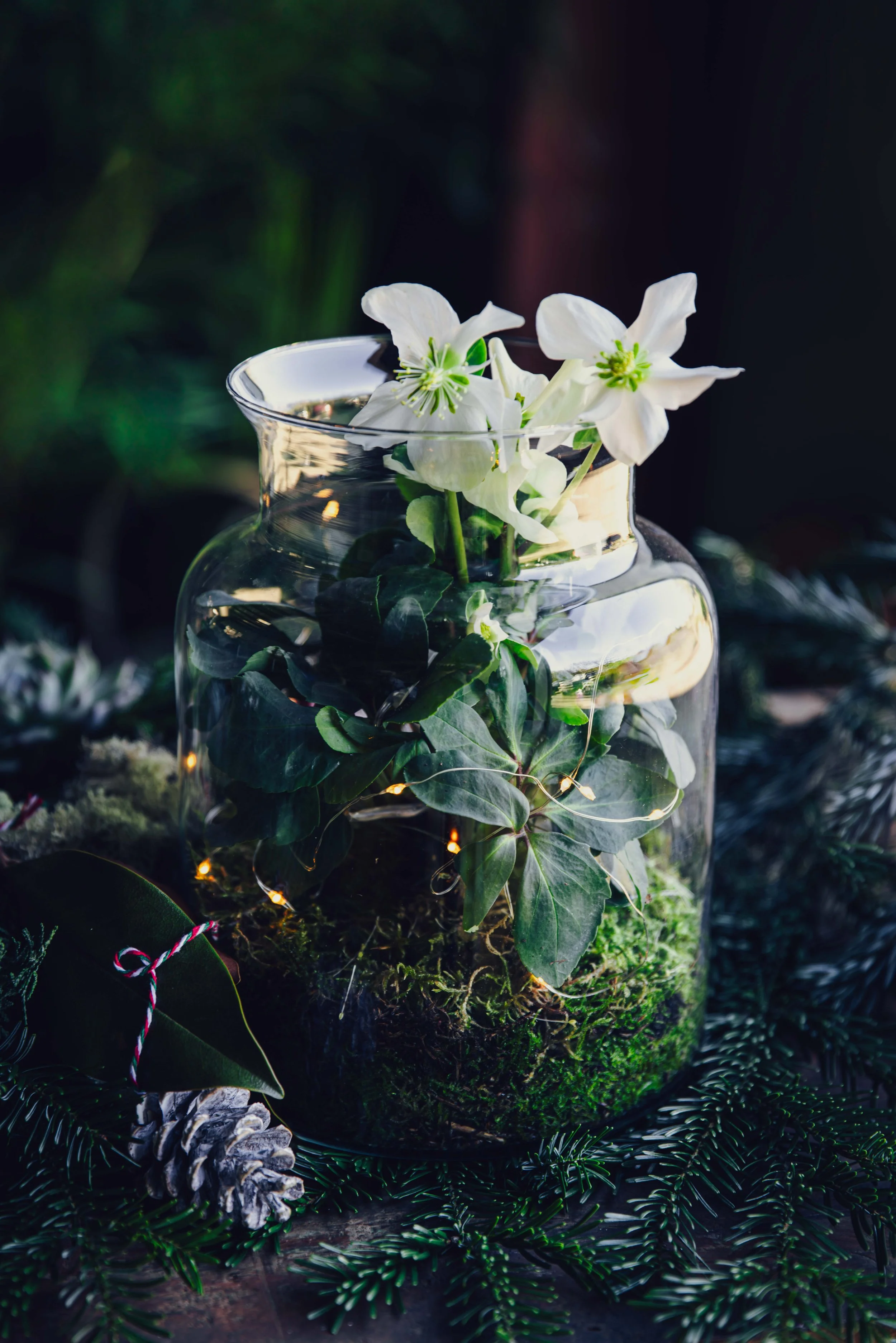 Glass jar terrarium with white hellebores, moss and fairy lights among fir branches and a pine cone, Christmas decoration