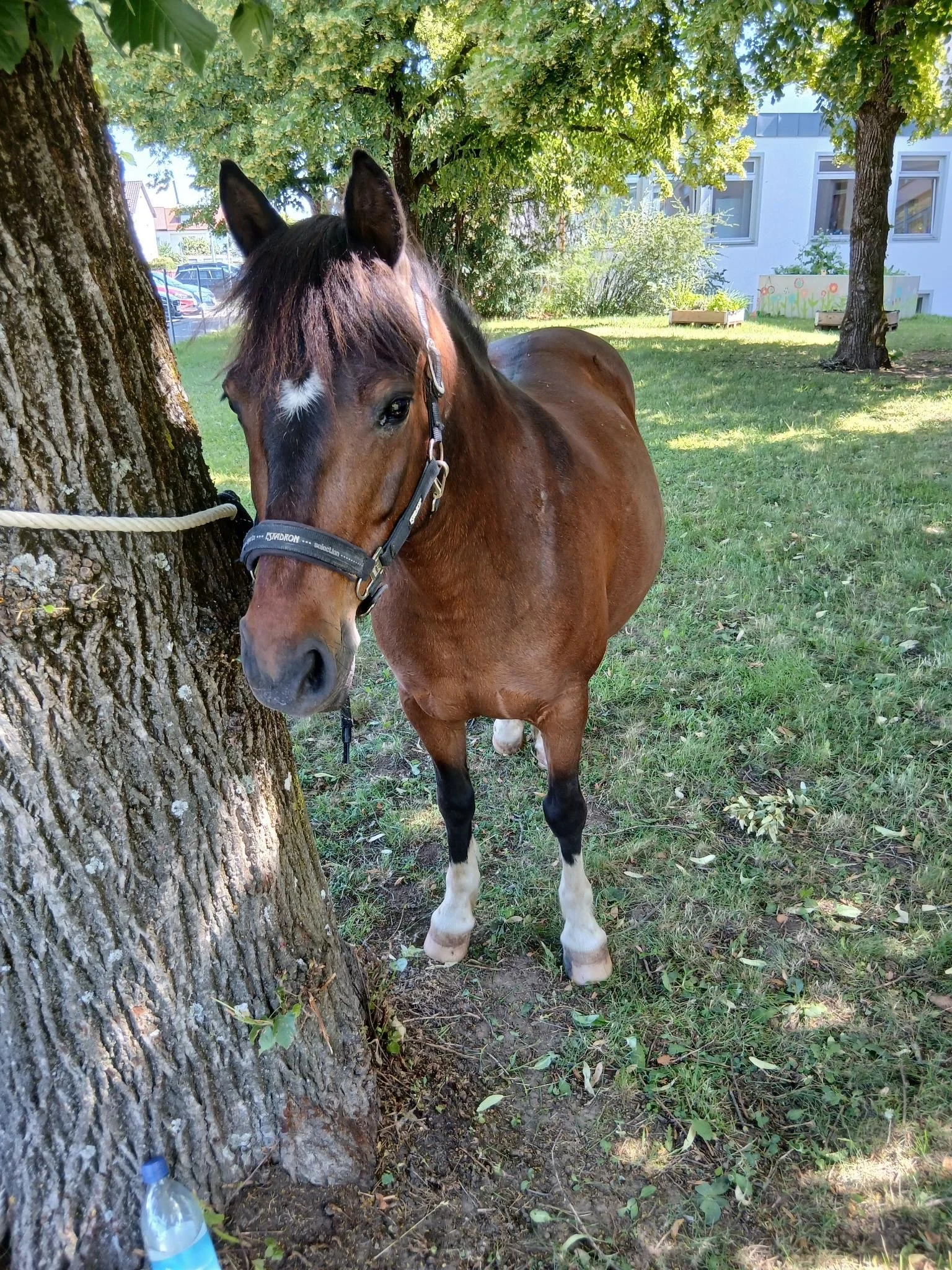 Ein tierischer Sommer
