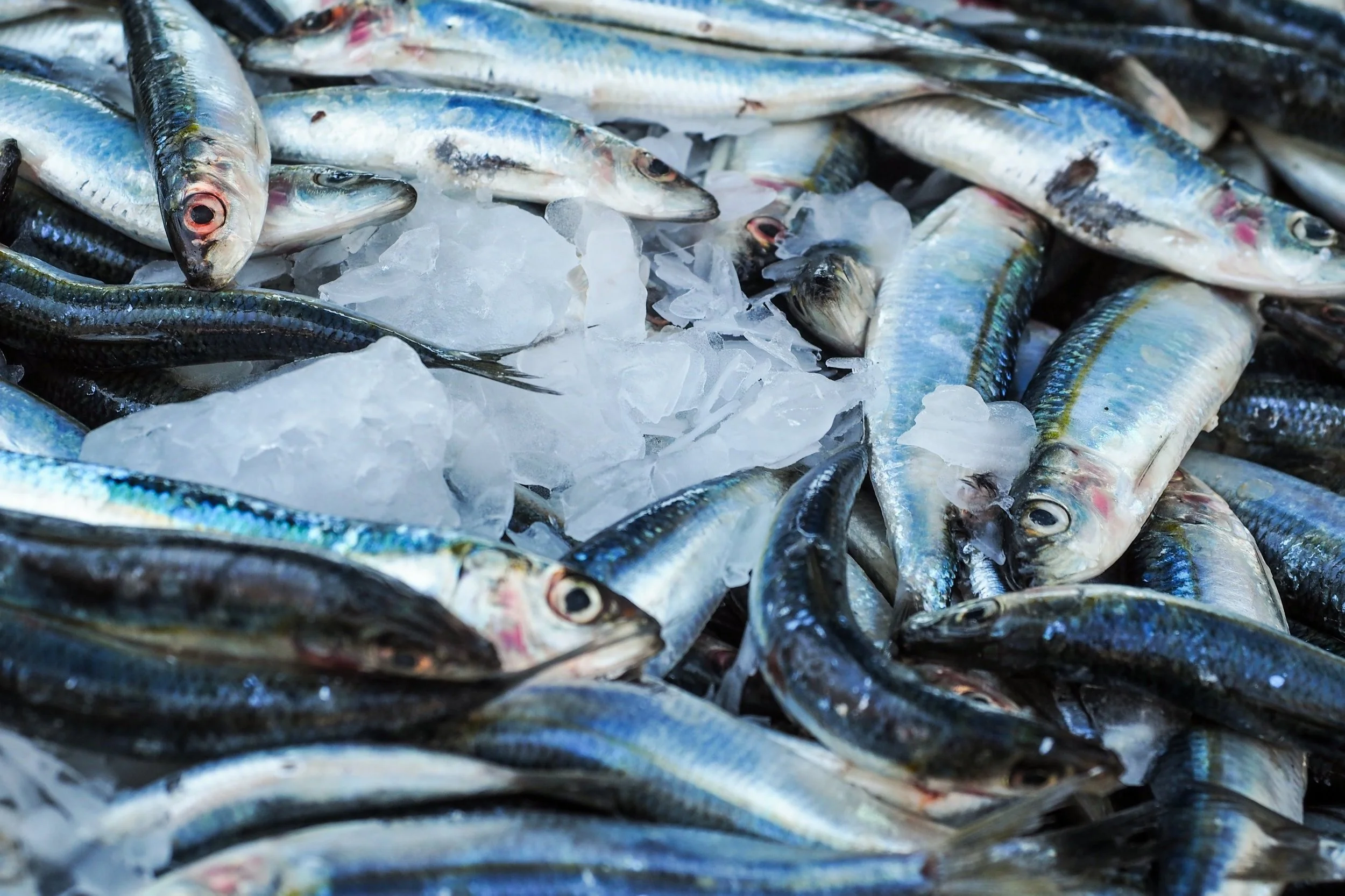 Come cucinare lo sgombro: 5 ricette