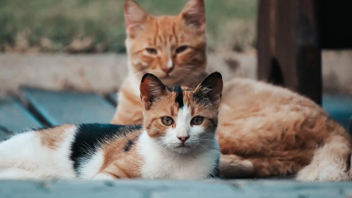 Gatti: la classifica delle razze più amate