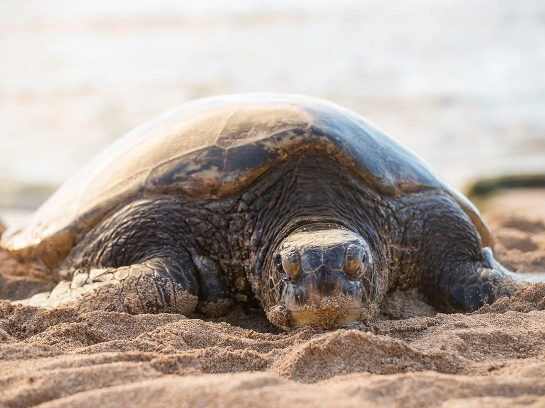 La salvaguardia delle tartarughe