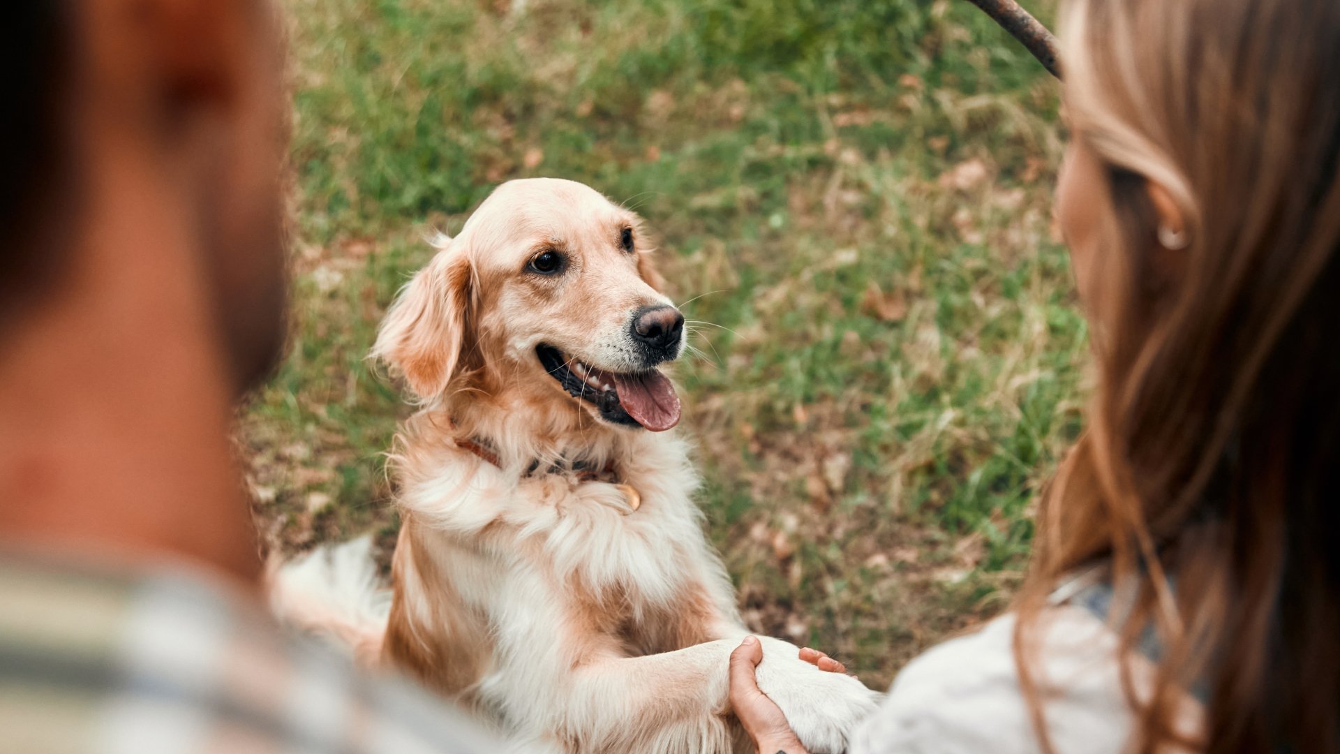 Conosci davvero il tuo cane? 5 suggerimenti per interpretare il suo linguaggio al meglio