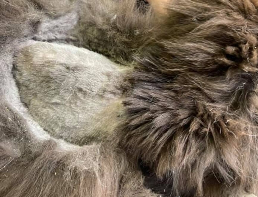 DEAR CAT OWNERS:
If your cat is matted or even has a few mats- DO NOT USE SCISSORS to remove. 
You run a huge risk of misinterpreting where fur ends and skin begins, and cutting your furry friend. 
Cats naturally have a thinner dermis and even small 