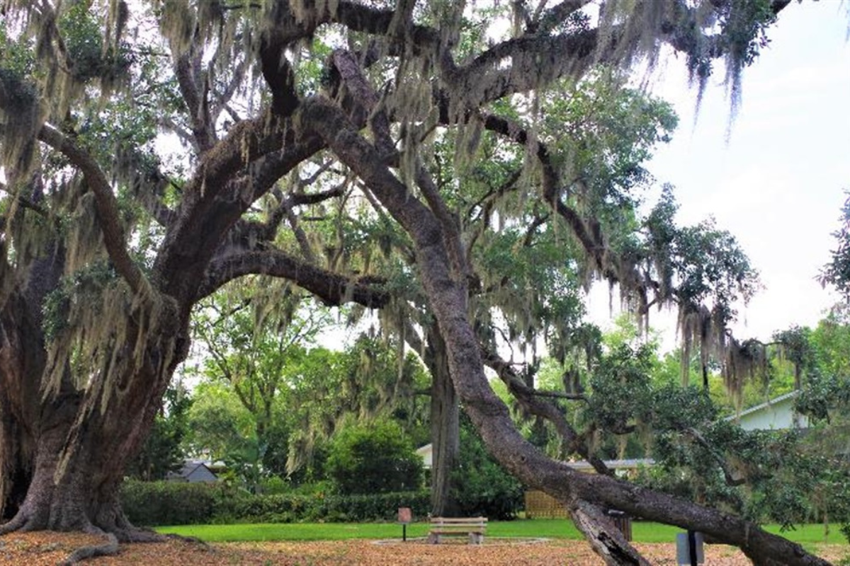 Big Tree Park Longwood
