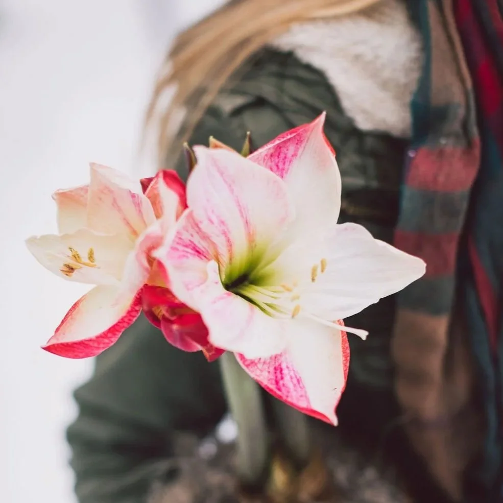 Dear Santa, please bring me... a profitable, drama-free flower farm. (SFFF81)