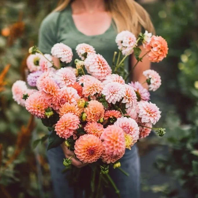 How to Make Dahlia Tuber Sales Profitable and Efficient (SFFF90)