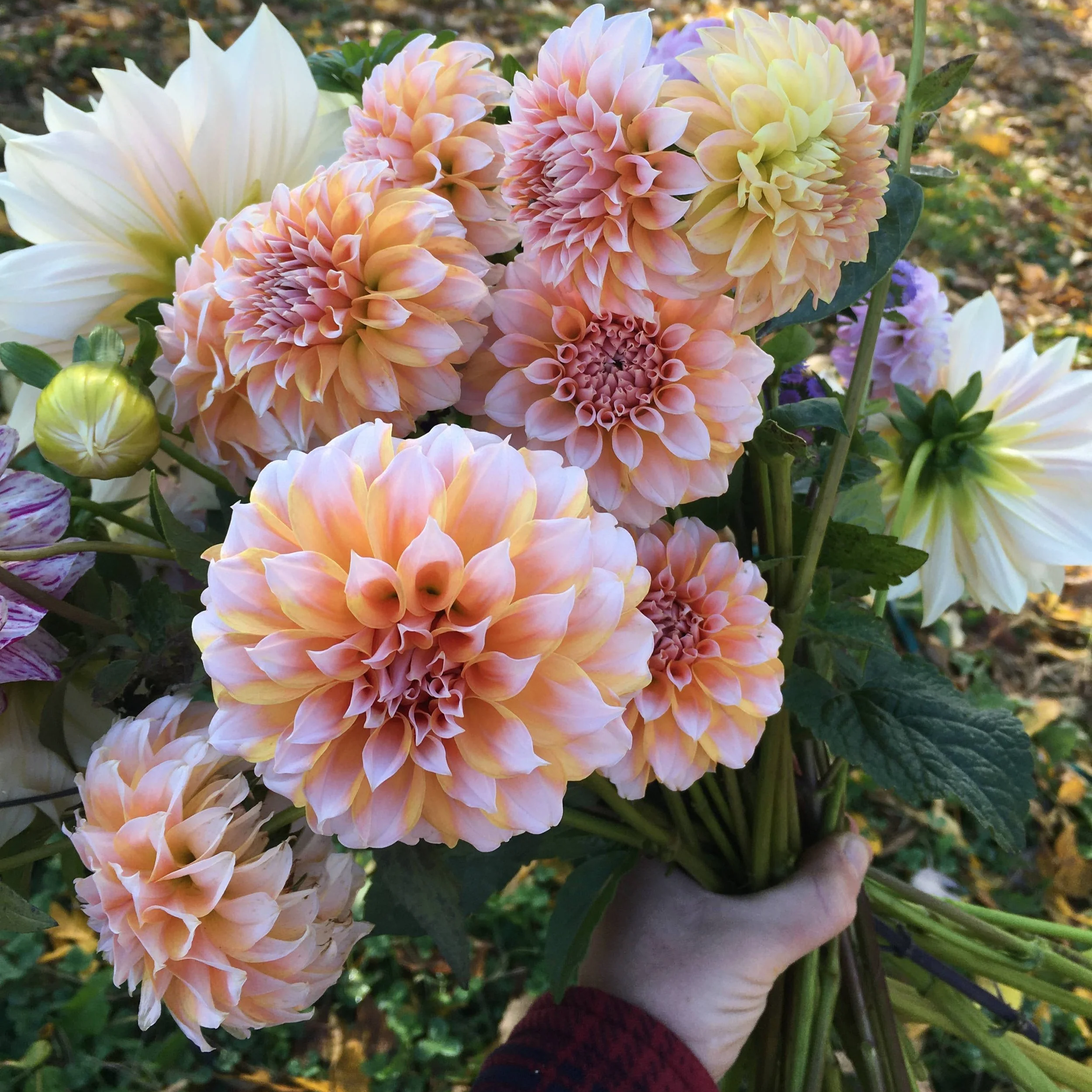 The Truth About Profit Margins On A Small Flower Farm 