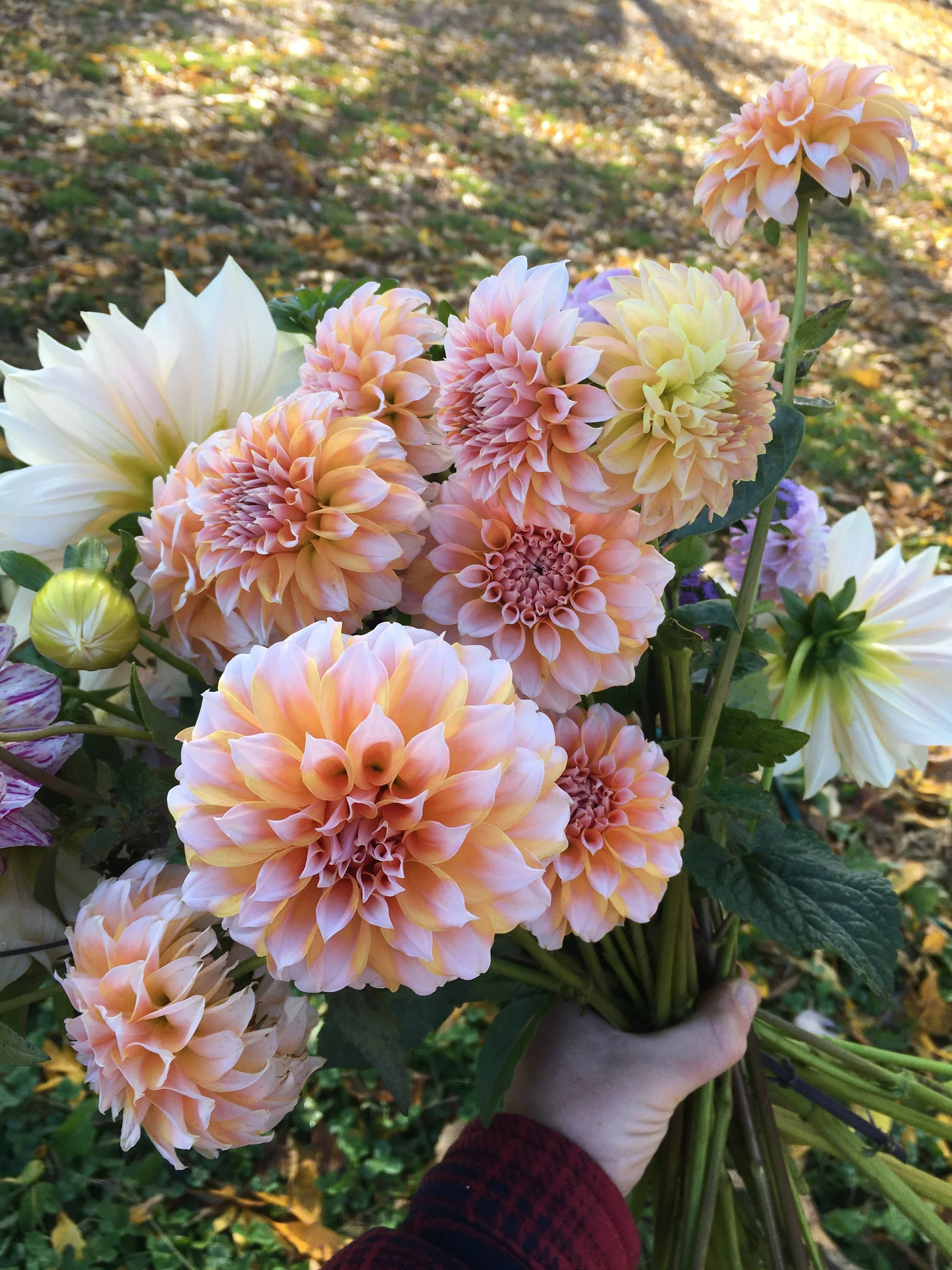 learn about how to increase your profit margins as a small flower farmer. Jenny marks from six figure flower farming podcast holds a bouquet of peach and white dahlias.