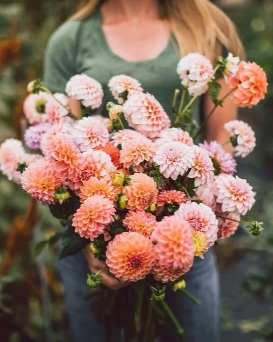Jenny Marks holding a bouquet of coral and blush dahlias in the field, showcasing fresh cut flowers grown on her flower farm during the harvest season