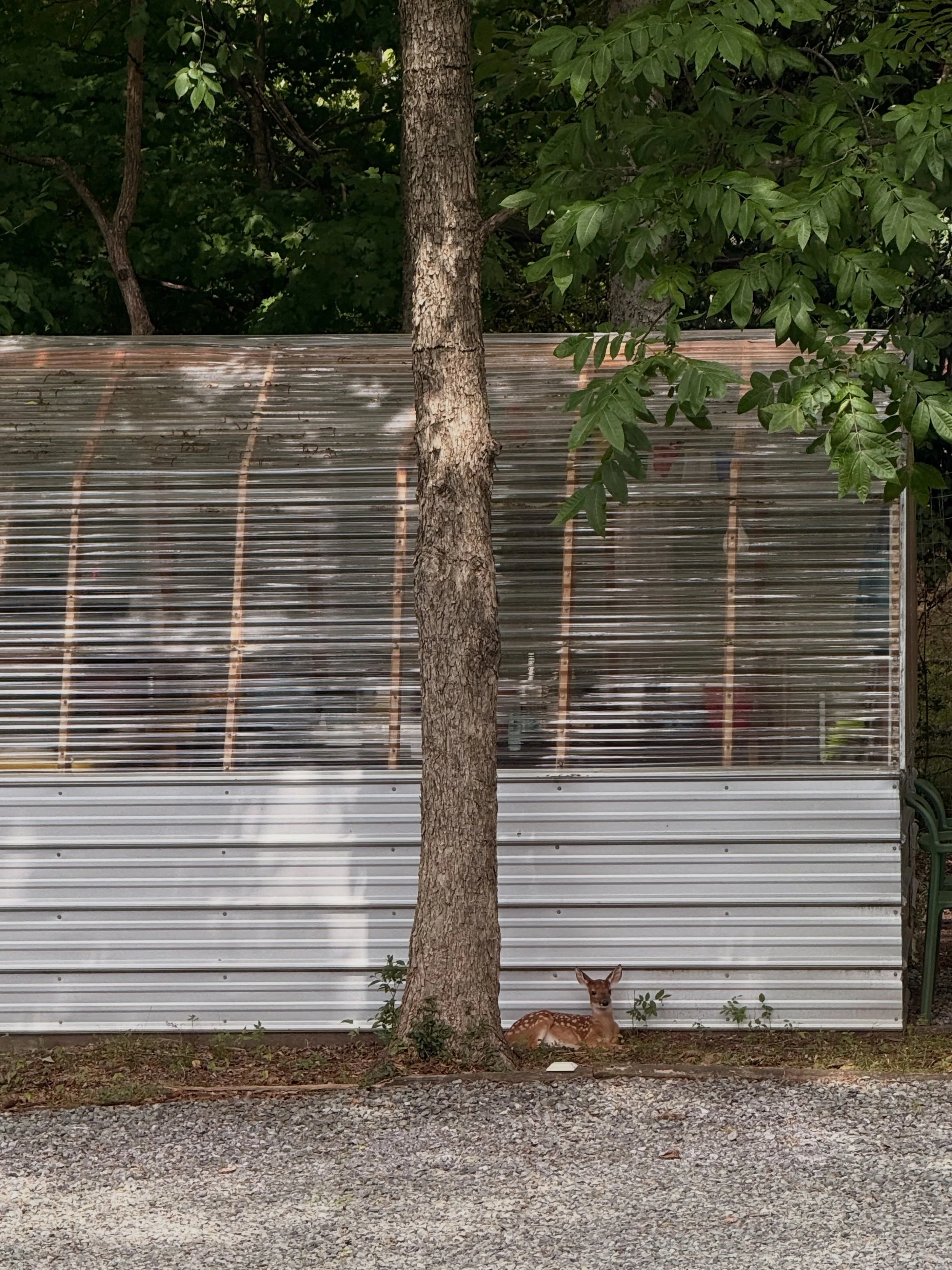How can I work when she&rsquo;s staring at me like that!? (I love her.)

ID: baby deer sits in front of a small greenhouse next to a tree, there are green leaves from branches in the top right corner
