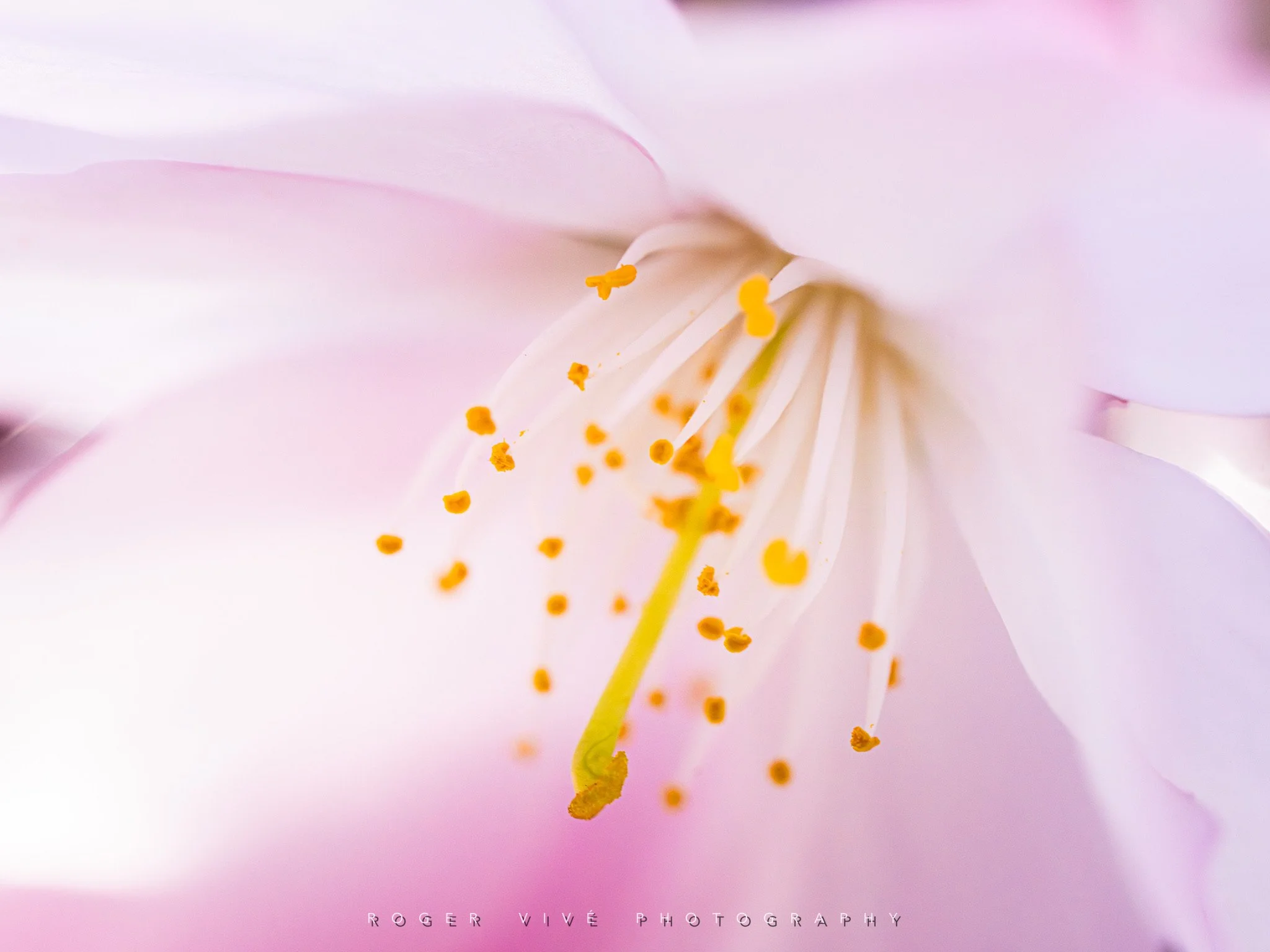 RVP_A7RV_260313_5758.jpg