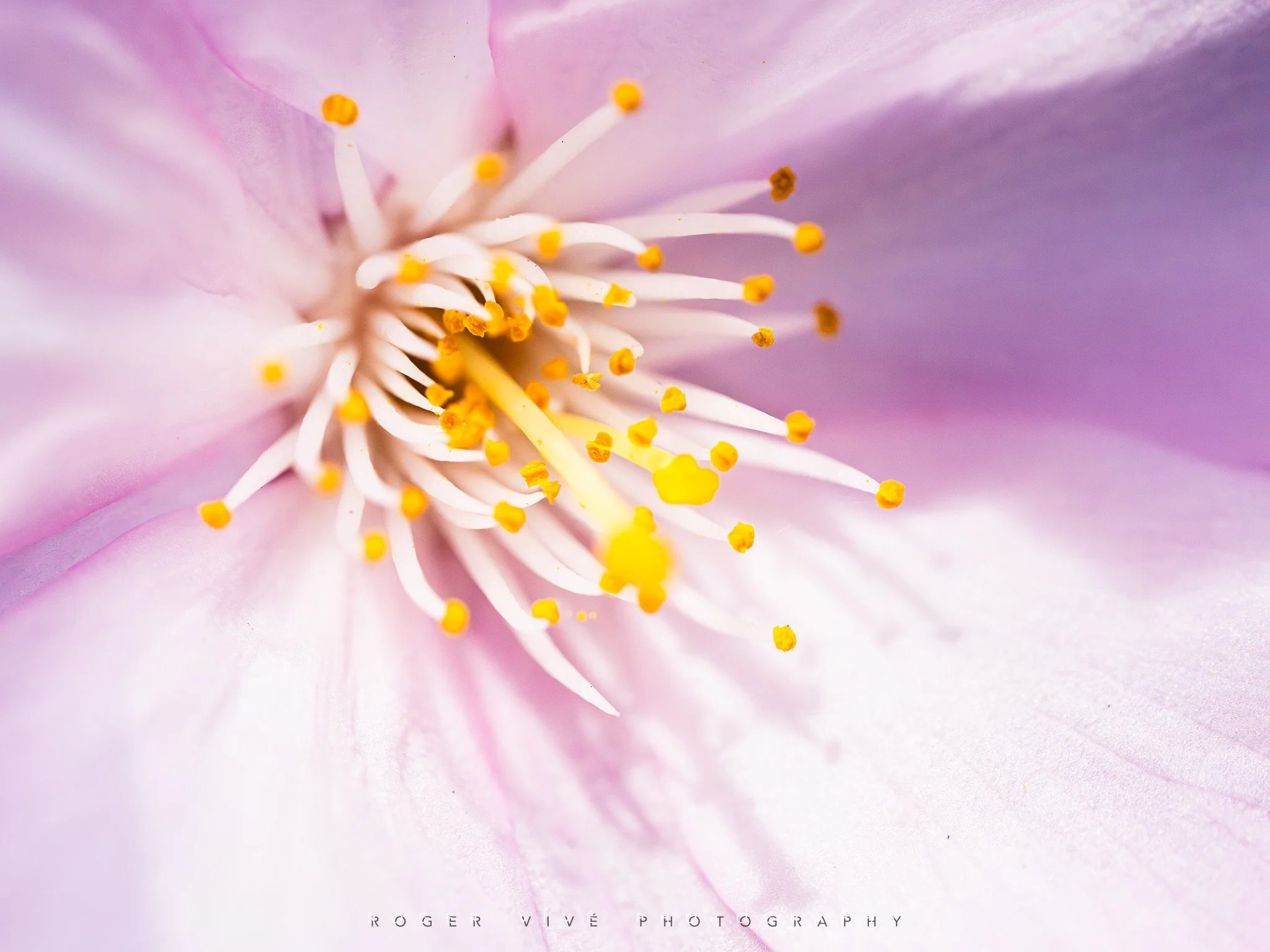 RVP_A7RV_260313_5983.jpg