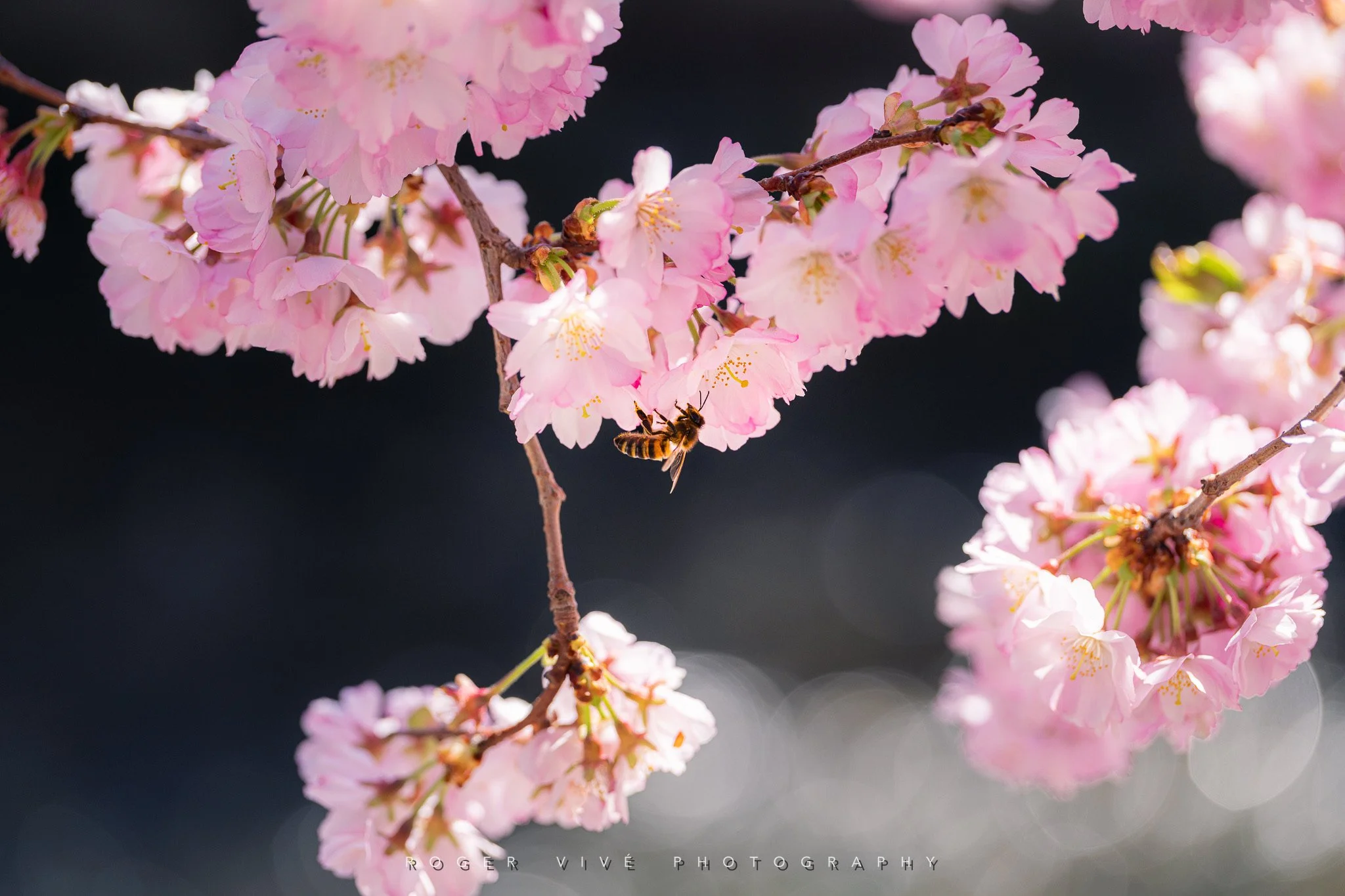 RVP_A7RV_260321_6376.jpg