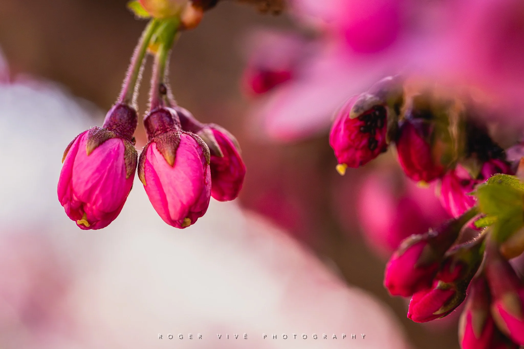 RVP_A7RV_260313_5793.jpg