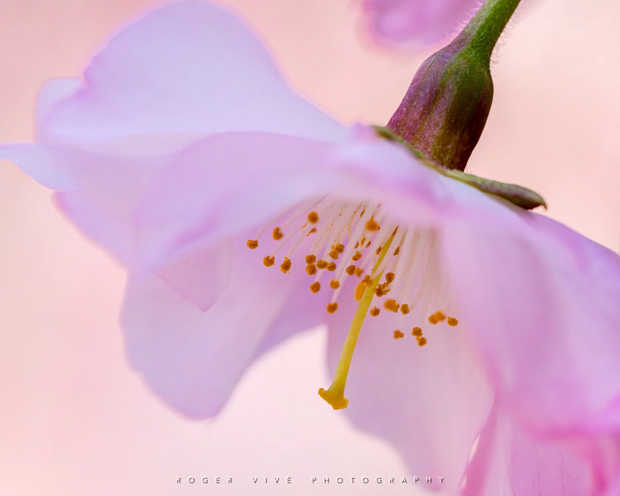 RVP_A7RV_260313_5850.jpg