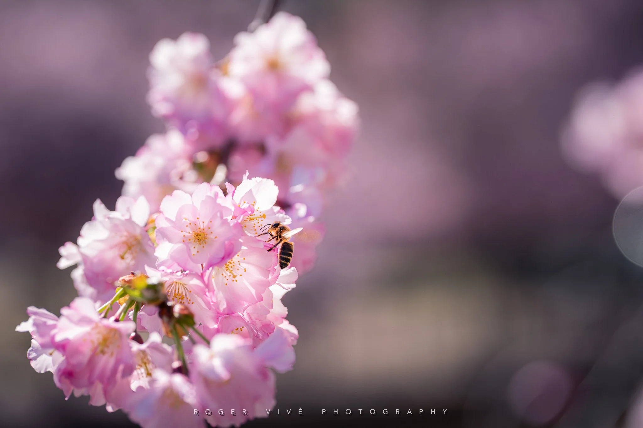 RVP_A7RV_260321_6586.jpg