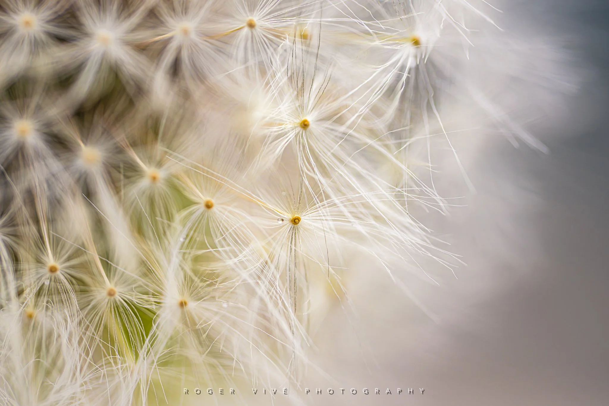 RVP_A7RV_260614_2523.jpg