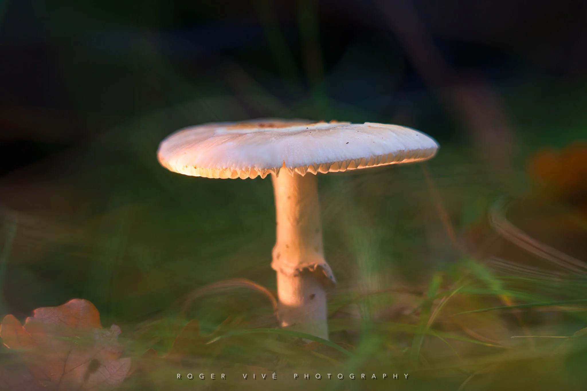 RVP_A7RV_241026_1776-Editar.jpg