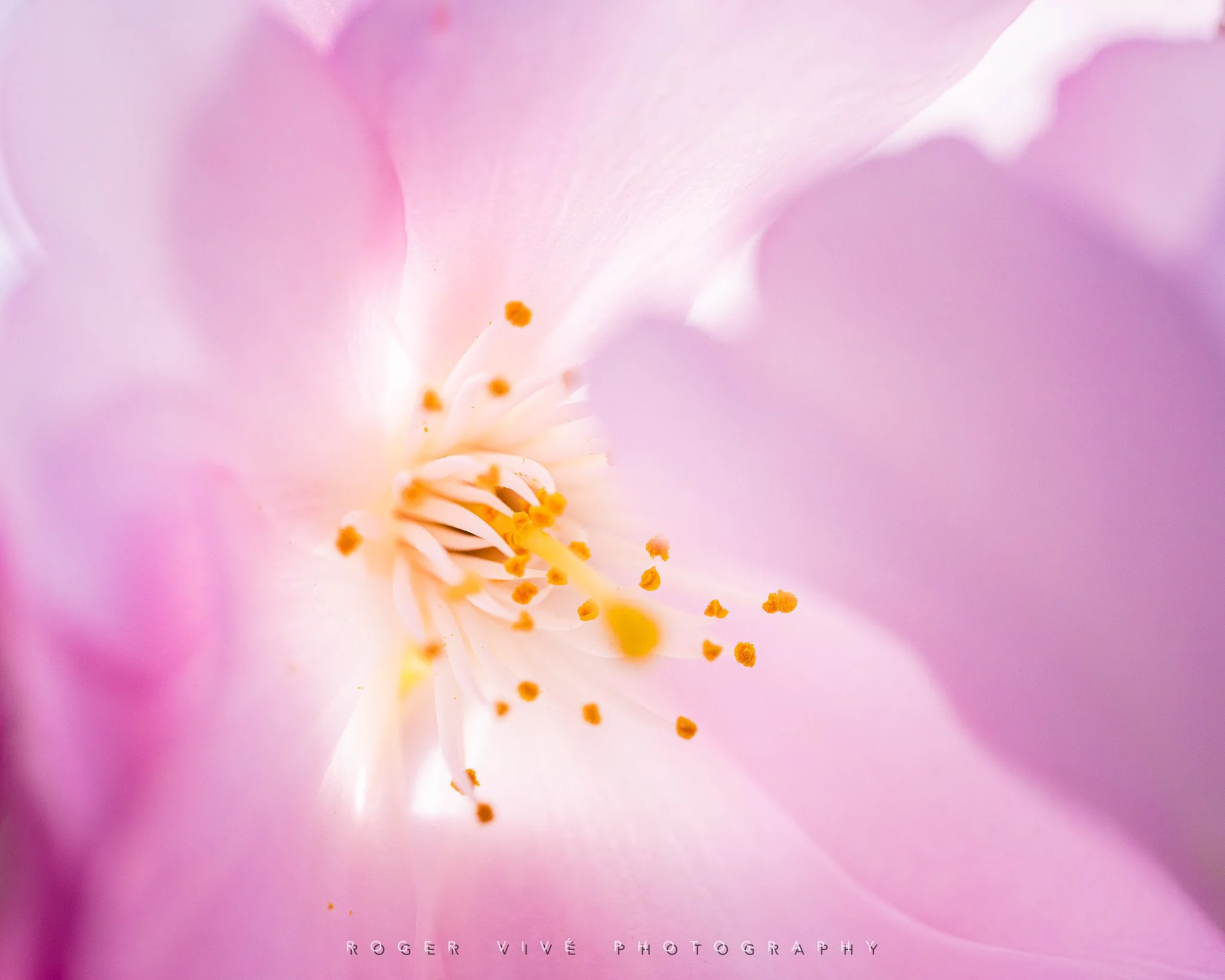 RVP_A7RV_260313_5629.jpg