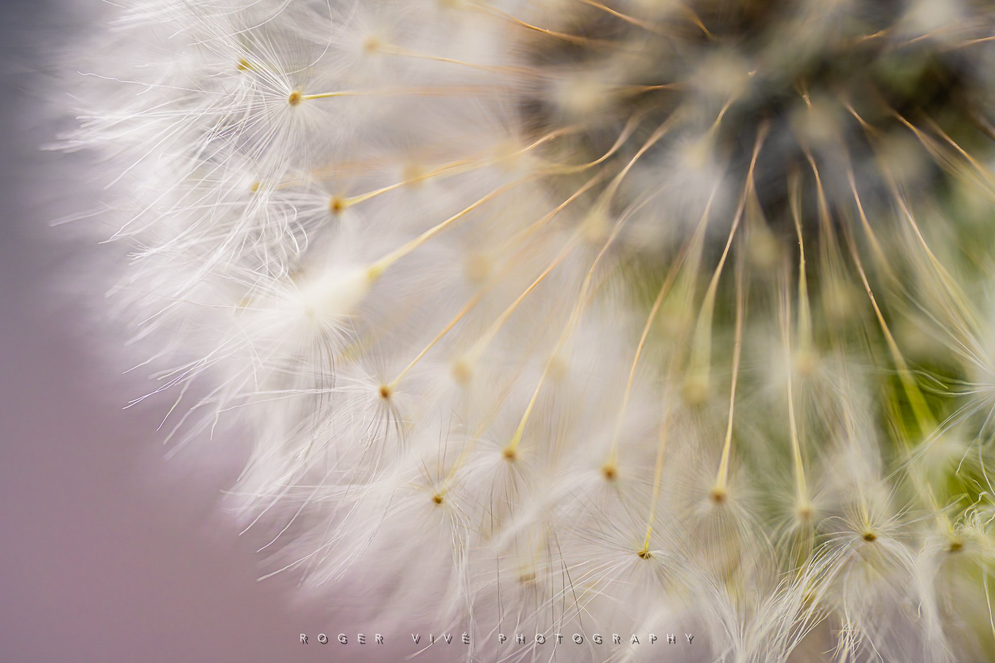 RVP_A7RV_260614_2499.jpg