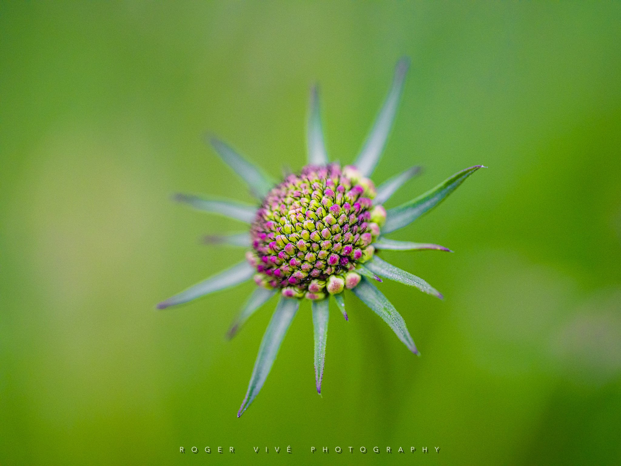 RVP_A7RV_260614_2441.jpg