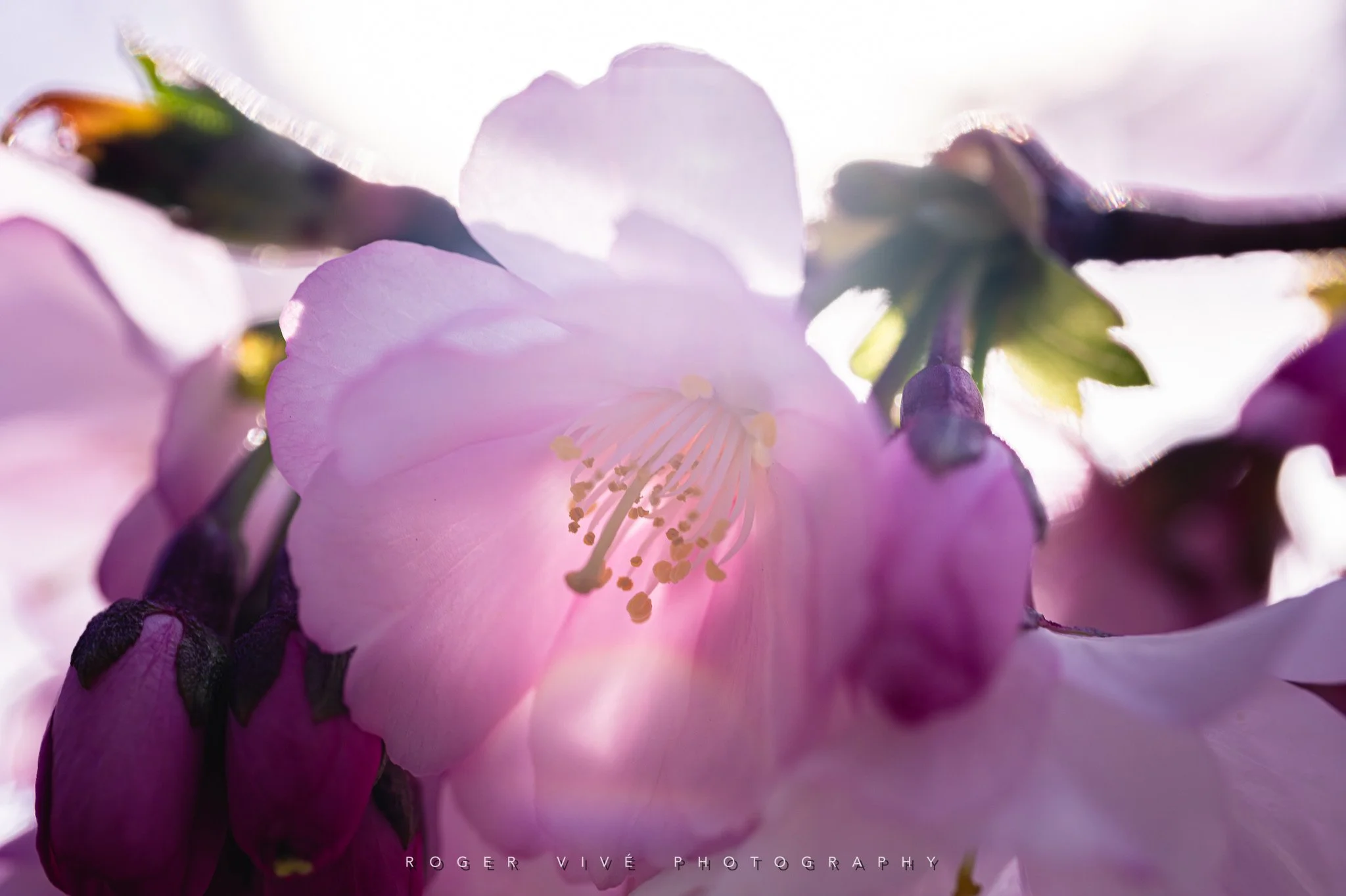 RVP_A7RV_260313_5733.jpg