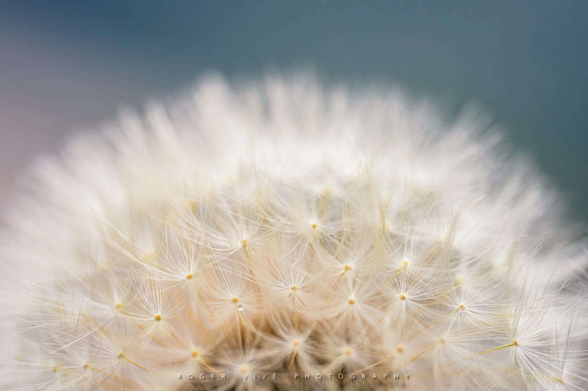 RVP_A7RV_260614_2558.jpg