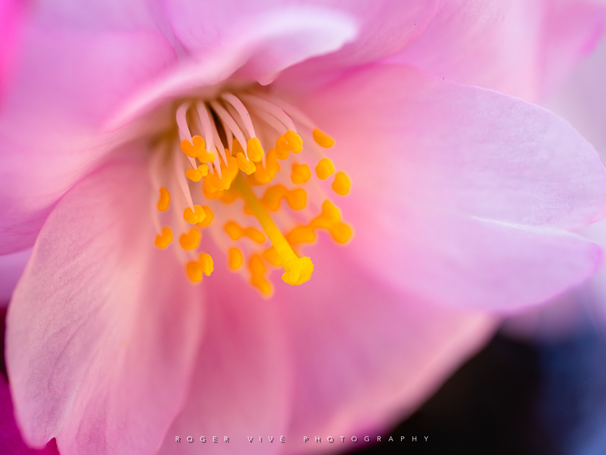 RVP_A7RV_260313_6155-Editar-2.jpg